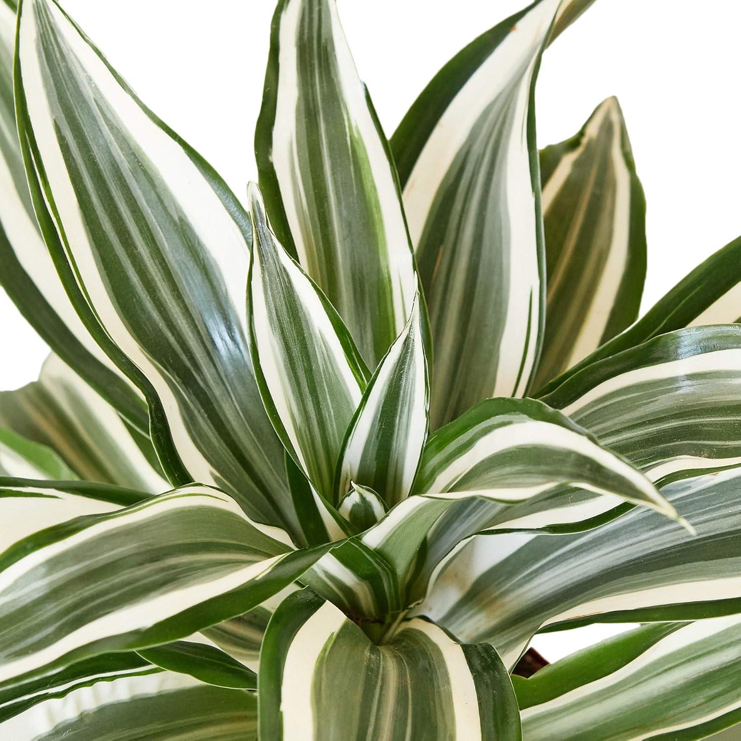 House Plant 4-DRACAENA-WHITE.JEWEL Warneckii White Jewel Dracaena Plant in 4 in. Pot