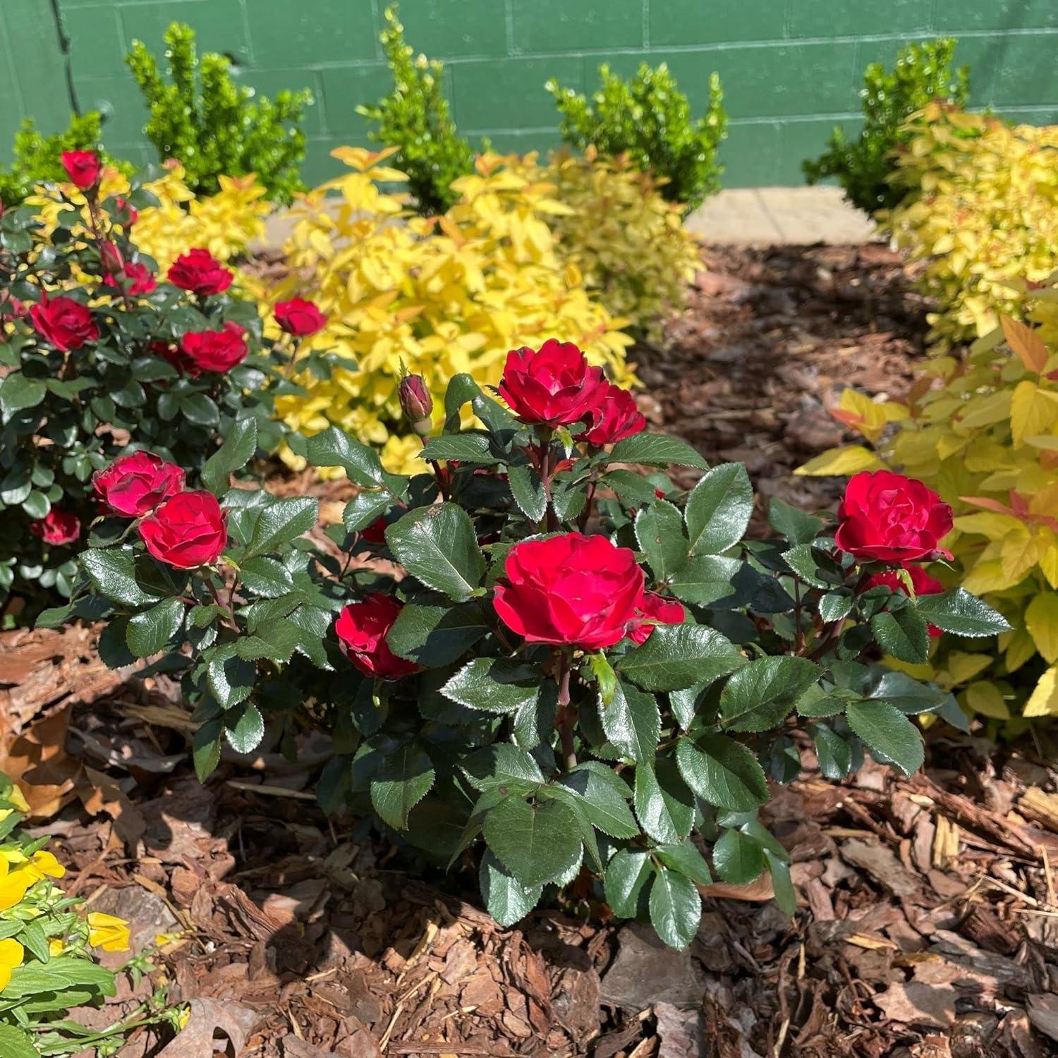 The Petite Knock Out Rose Plant with Fire Engine Red, Non Fading Blooms (2 Quart)