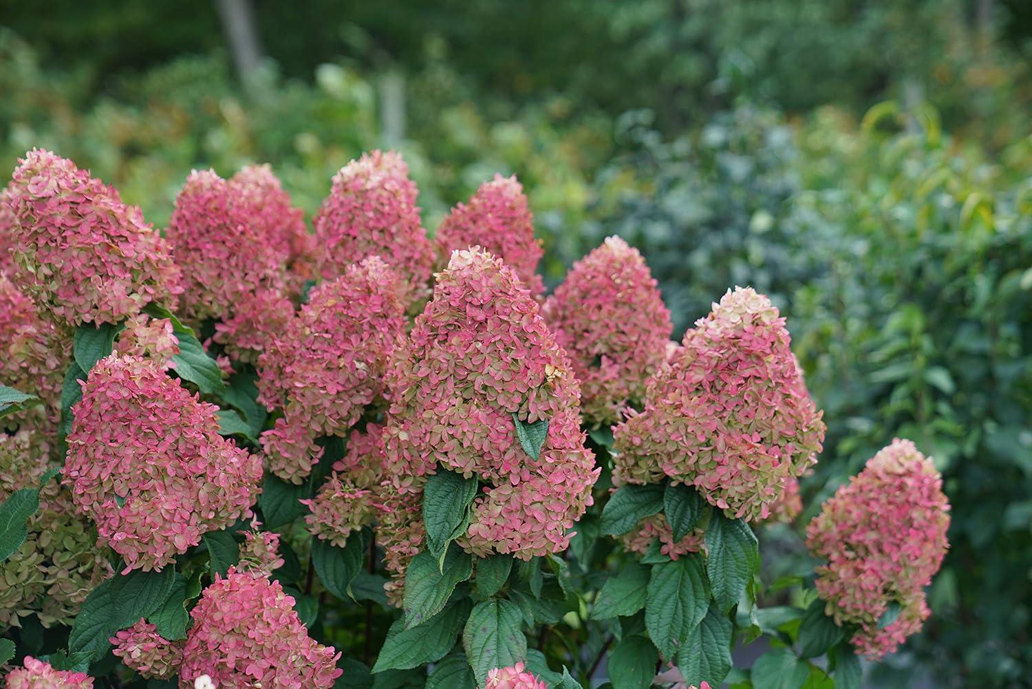 1 Gallon Multicolor Hydrangea with Large Blooms