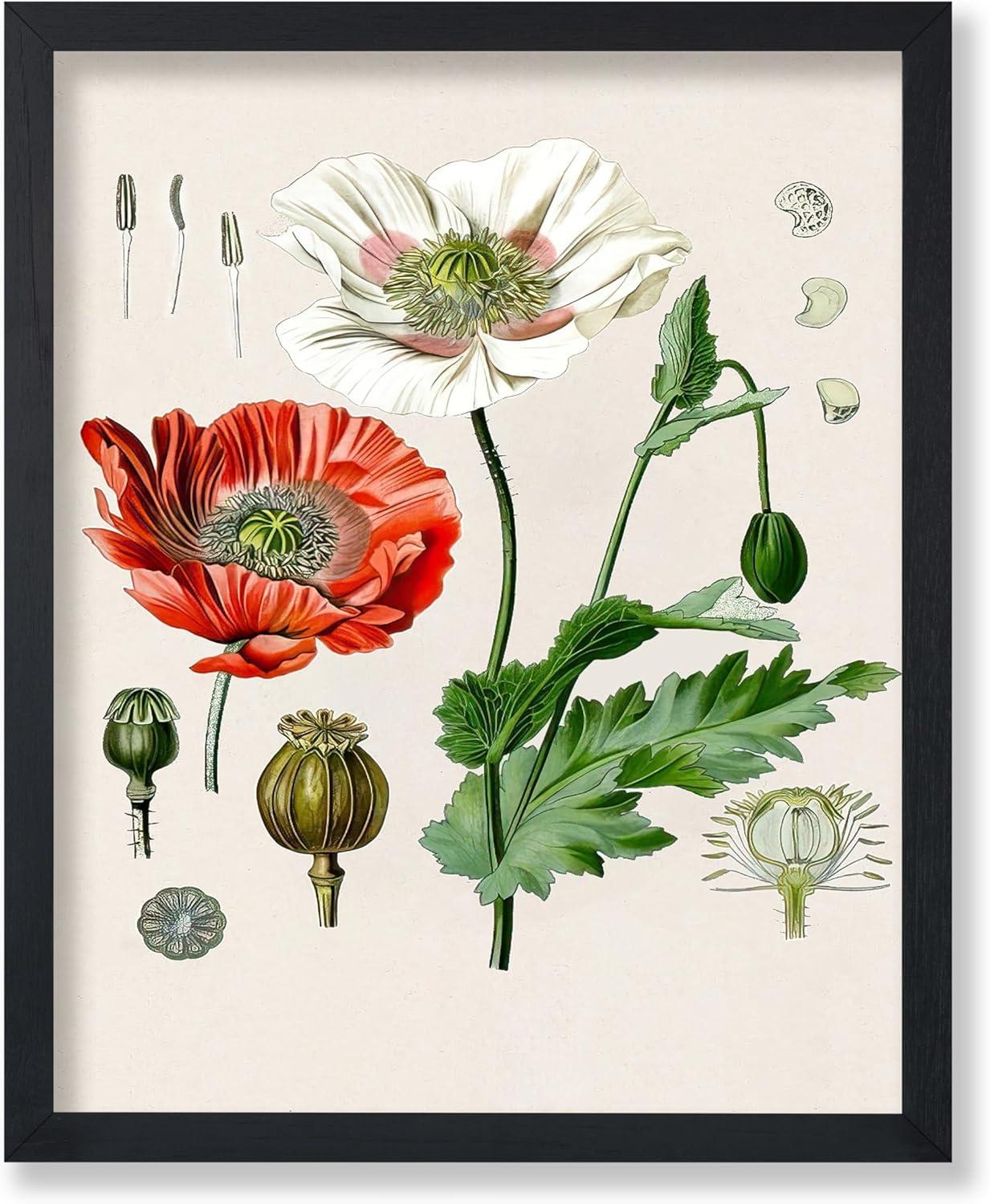 Poster Master Vintage Botanical Poster - Retro Floral Illustration Print - 8x10 UNFRAMED Wall Art - Gift for Artist, Friend - Opium Poppy, Papaver Somniferum, Red Flower - Wall Decor for Home, Office