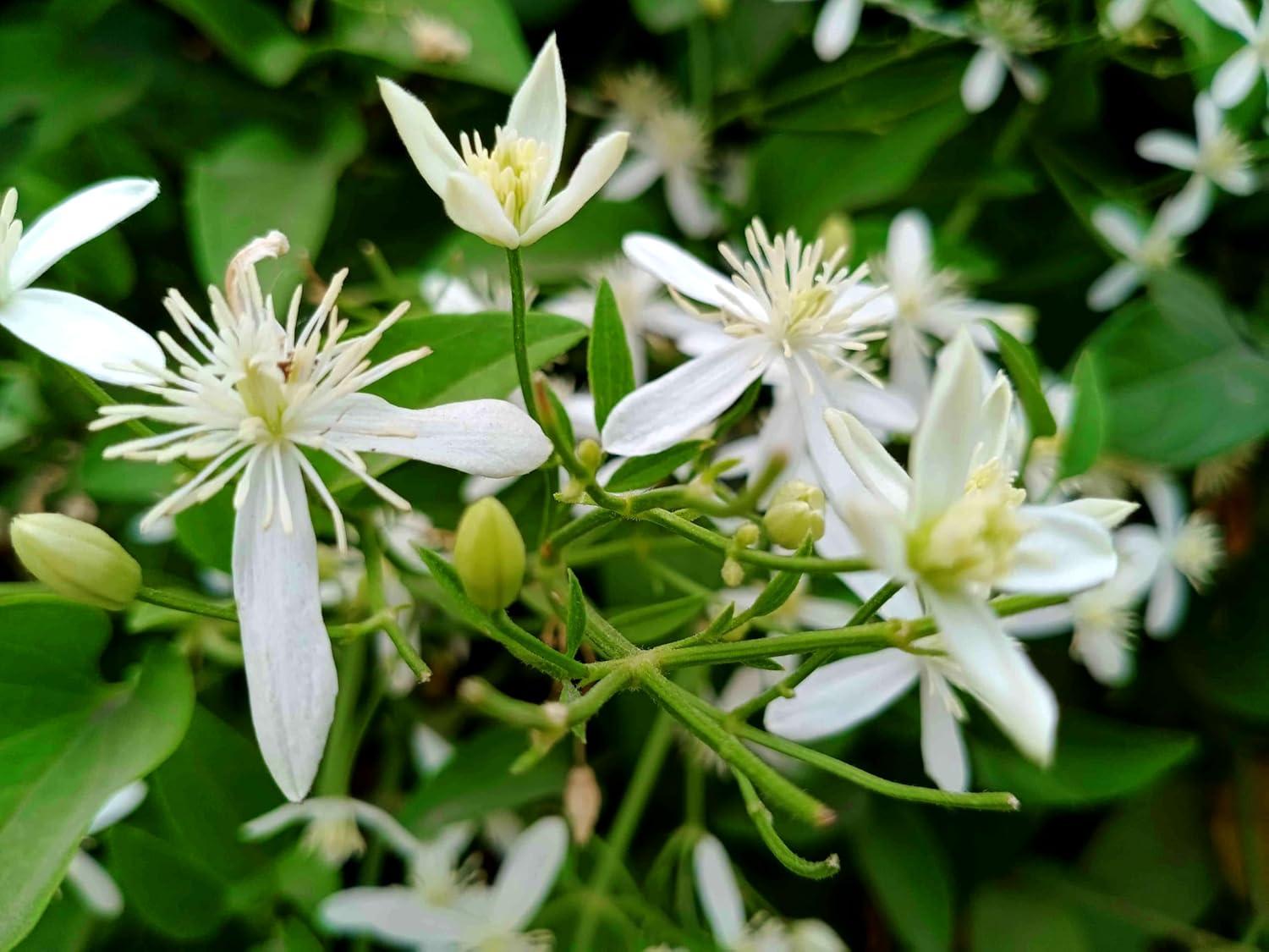 Night Blooming Jasmine Outdoor Fragrant Vine - 3 Plants