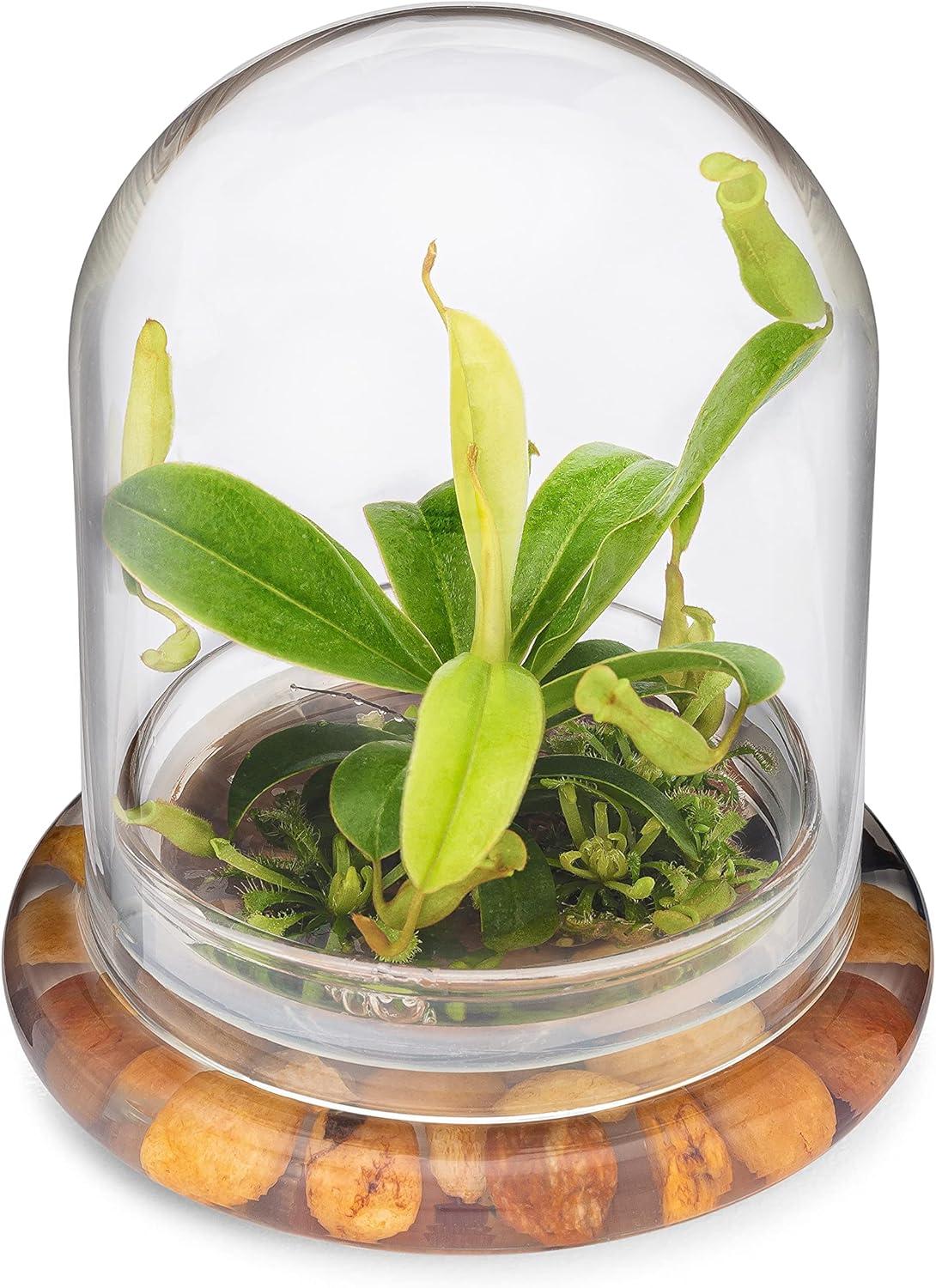 Maintenance Free Live Pitcher Plant (Nepenthes tobaica) Terrarium with Sundew Moss in Self Sustaining Glass Jar, Maintenance Free, Great Unique Gift and Home Décor, 100% Growth Guarantee