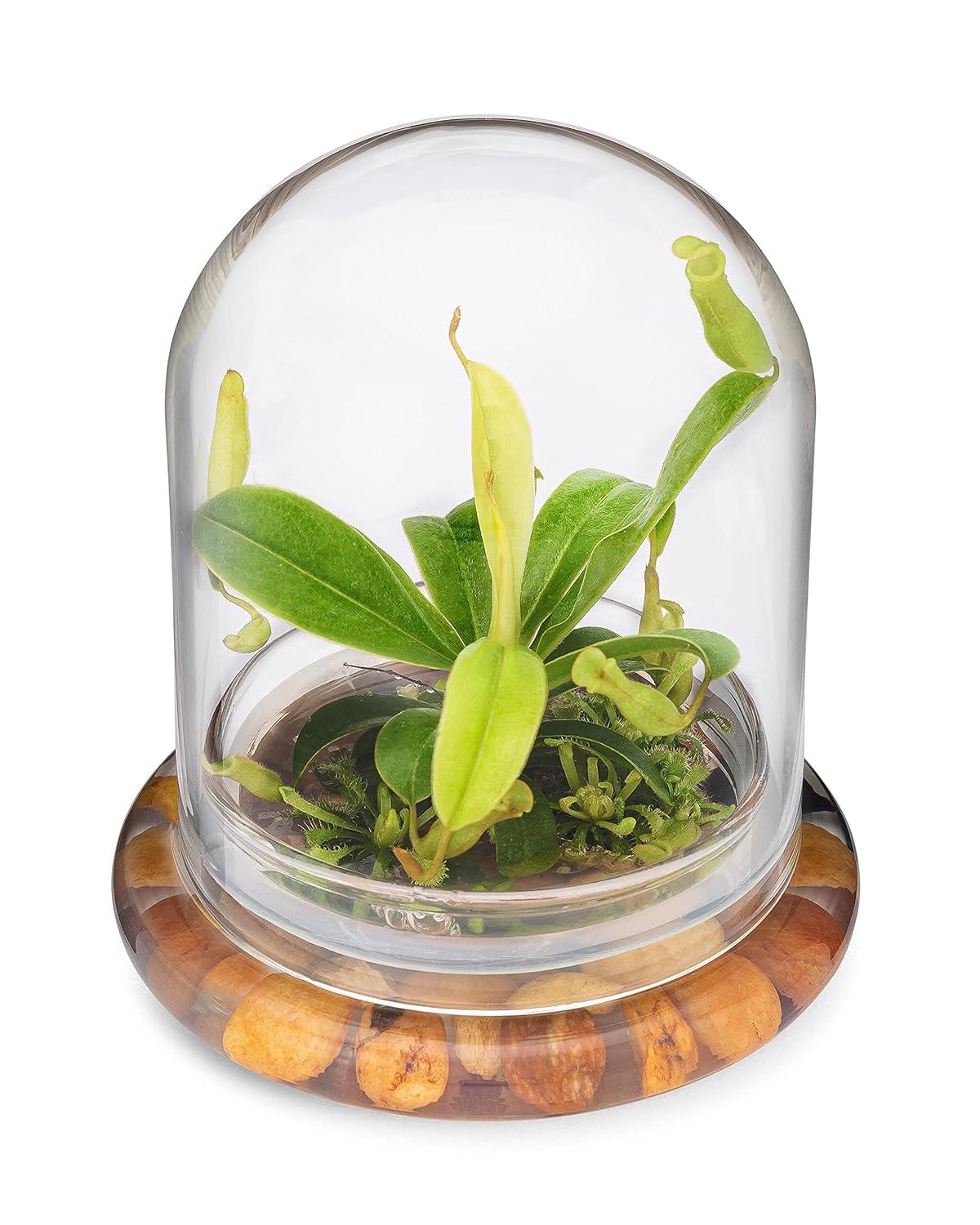 Maintenance Free Live Pitcher Plant (Nepenthes tobaica) Terrarium with Sundew Moss in Self Sustaining Glass Jar, Maintenance Free, Great Unique Gift and Home Décor, 100% Growth Guarantee