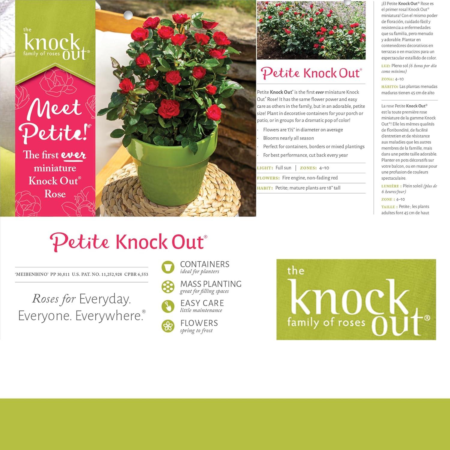 The Petite Knock Out Rose Plant with Fire Engine Red, Non Fading Blooms (2 Quart)