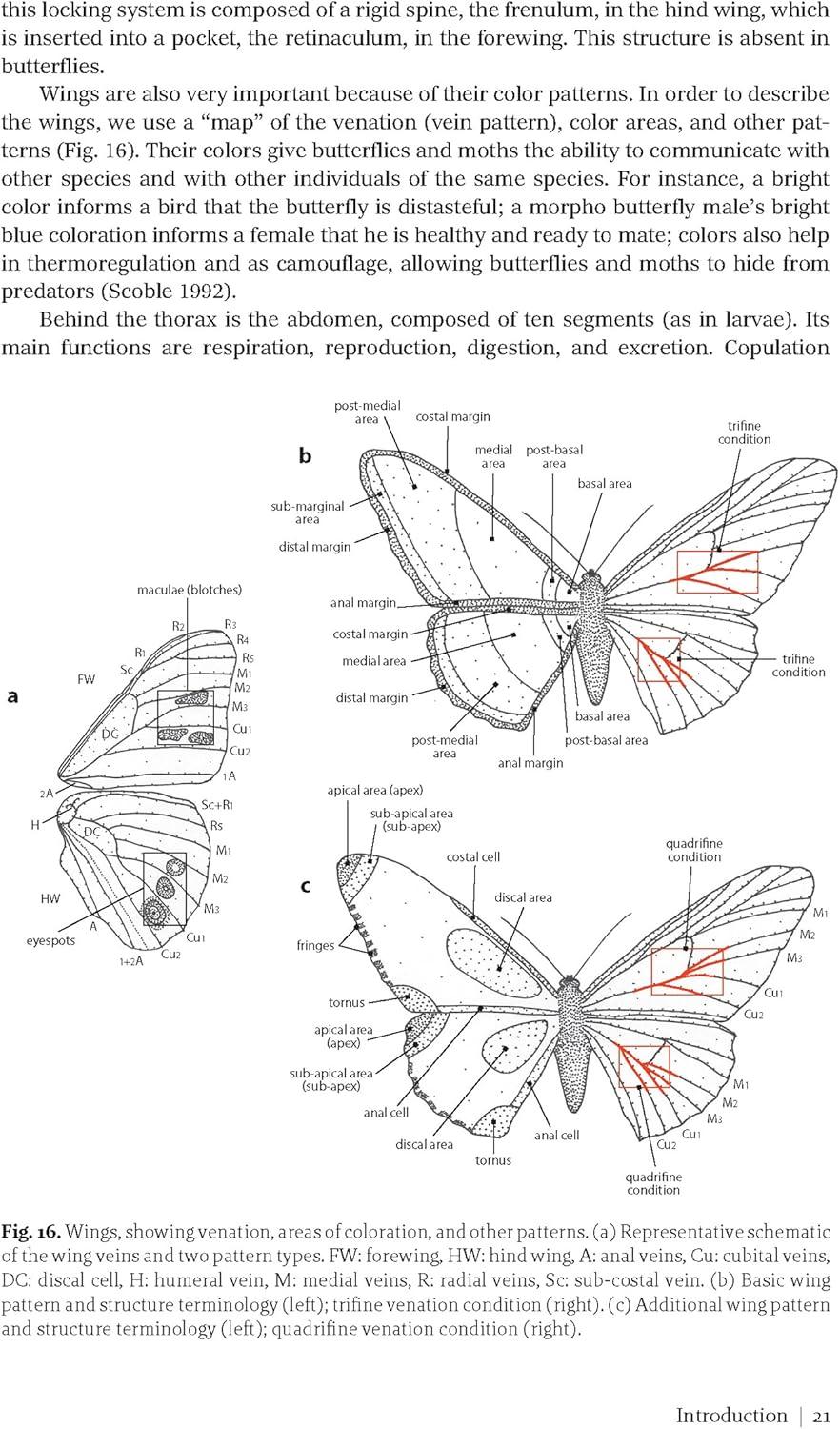 Butterflies and Moths of Costa Rica - (Zona Tropical Publications / Antlion Media) by  Luis Ricardo Murillo-Hiller (Paperback)