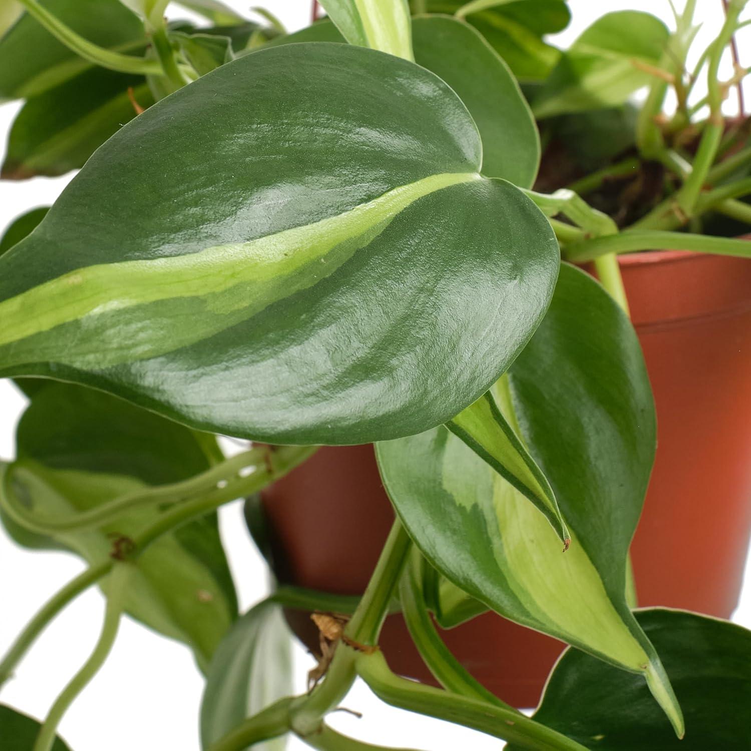 Large Green and Yellow Philodendron Brasil in Brown Grower Pot