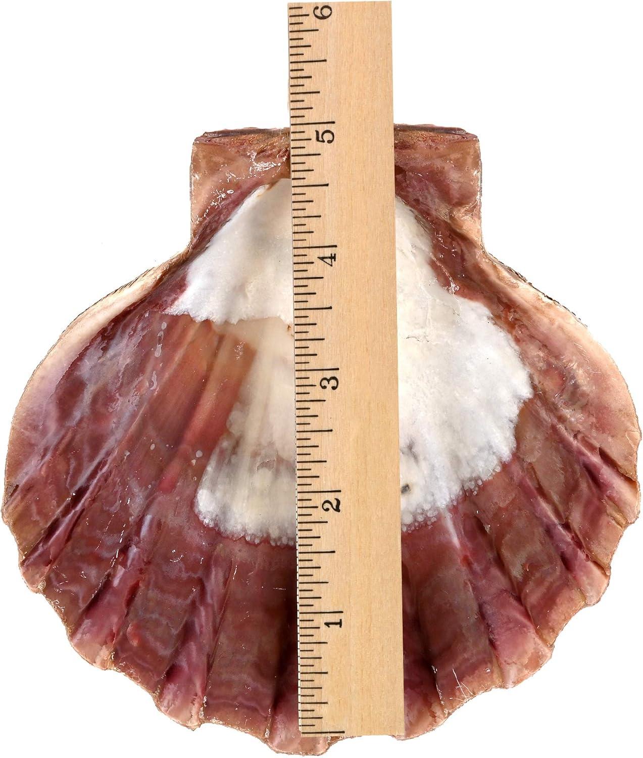 Large Red and Orange Lion Paw Shell Figurine