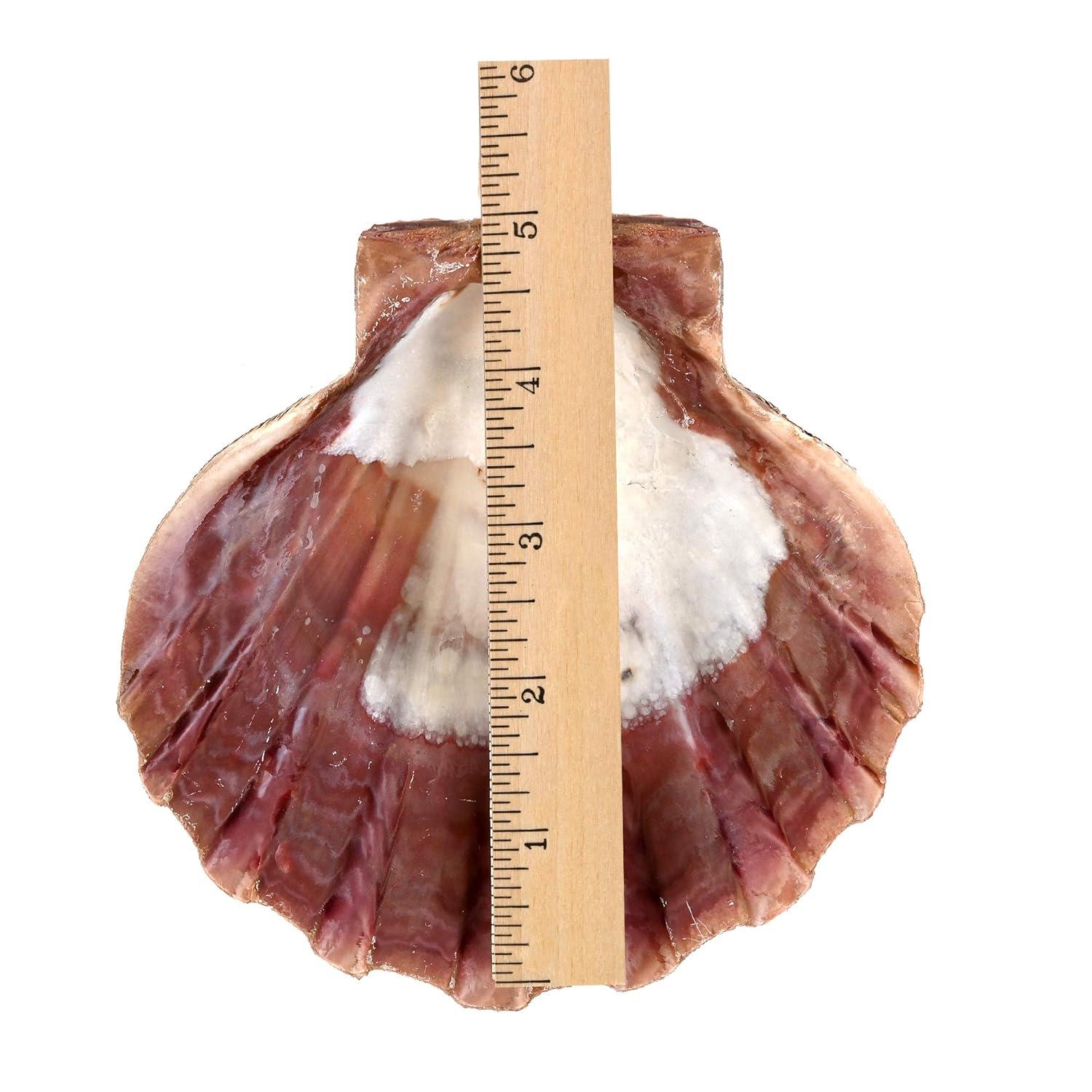 Large Red and Orange Lion Paw Shell Figurine