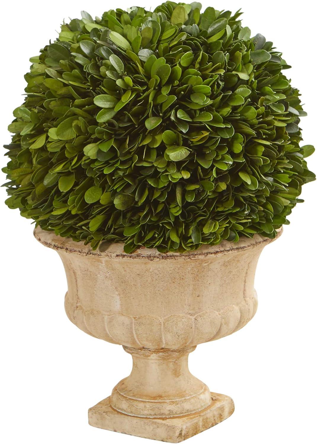 Bright Vivid Boxwood Topiary in Decorative Urn, 14" Outdoor