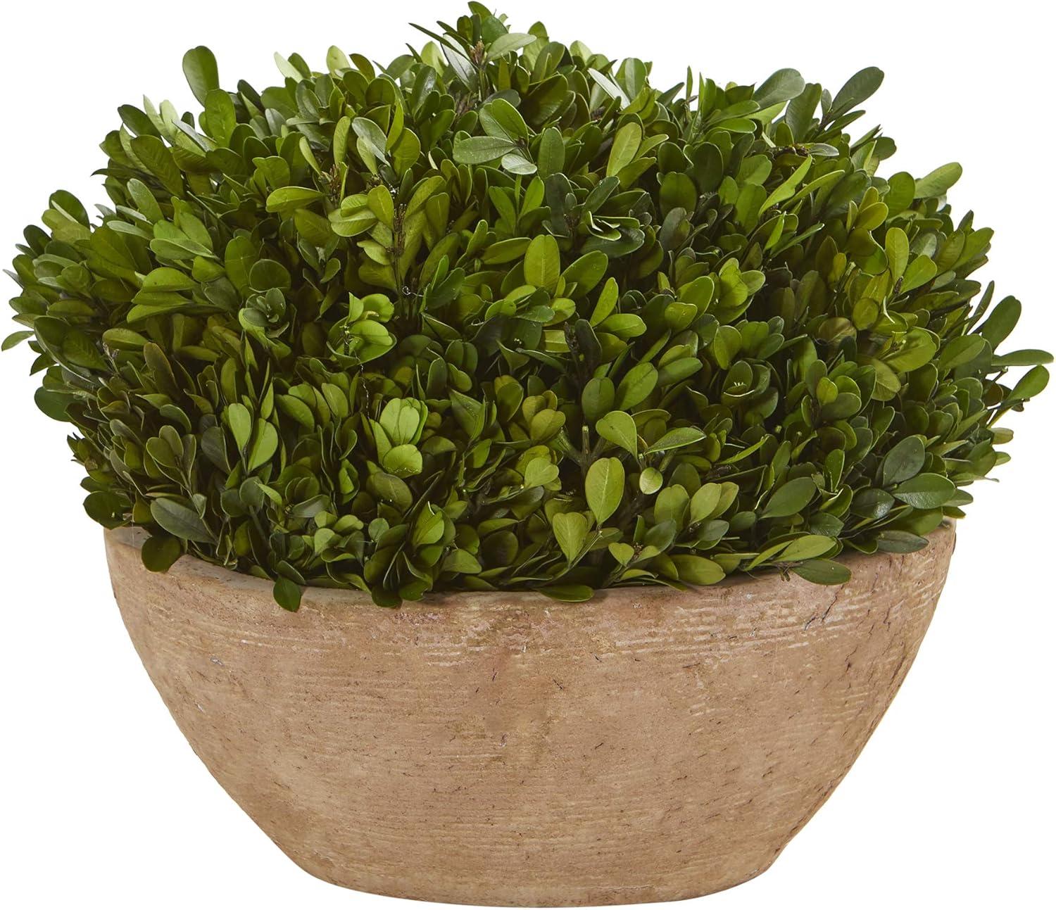 Bright Vivid 12in. Boxwood Preserved Outdoor Arrangement in Oval Planter