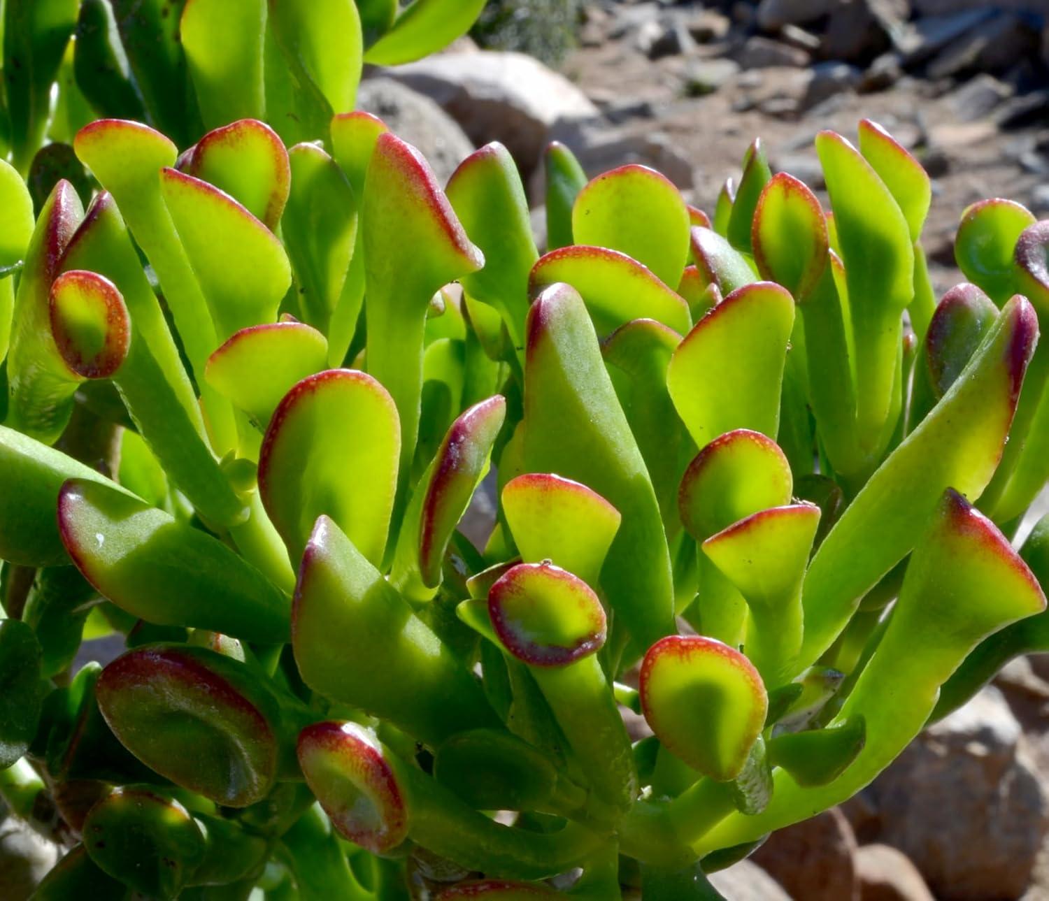 Altman Specialty Plants Live Succulent Plant in Nursery Pot
