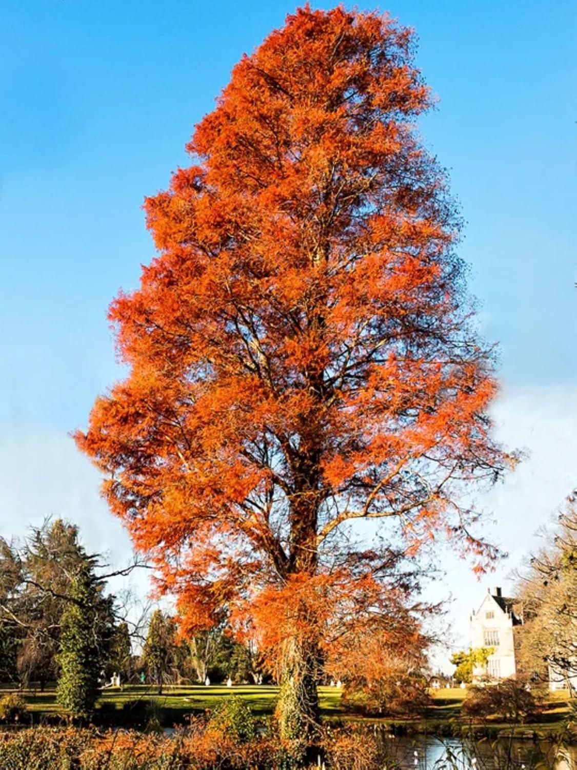 American Bald Cypress Live 1-Gallon Pot Deciduous Conifer