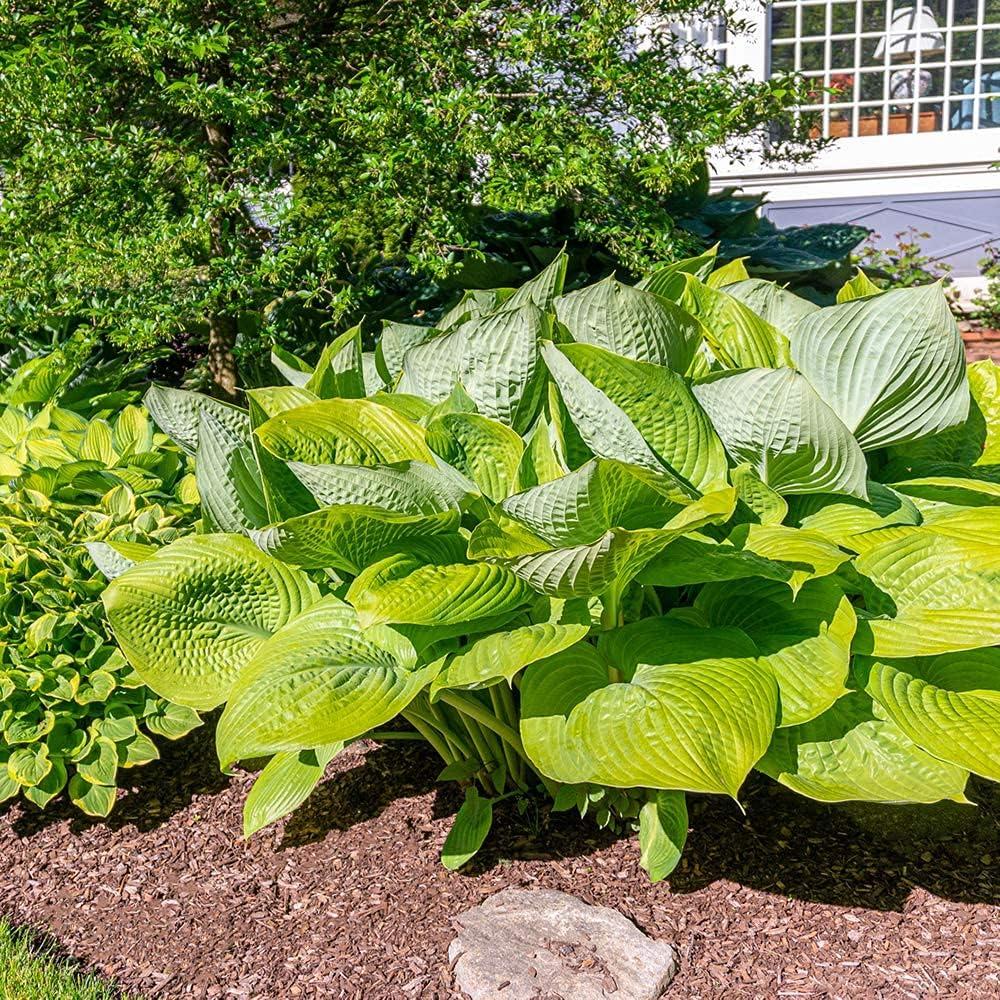 Touch of ECO Live Giant Green Hosta Mixed Plants - 3 Bare Roots - Hardy and Shade Tolerant Plants (Set of 3)