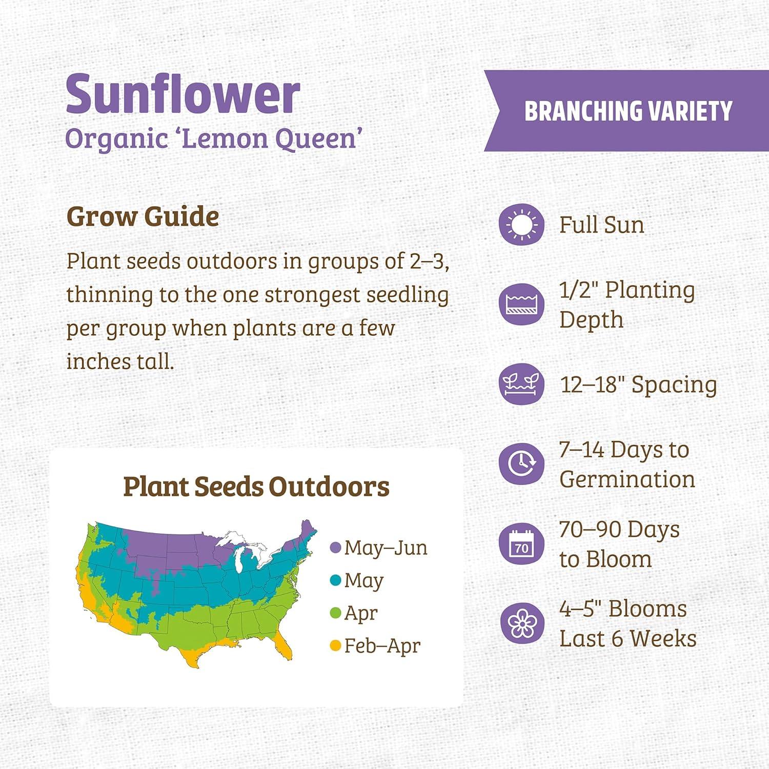 Back to the Roots Organic Sunflower 'Lemon Queen', 1 Seed packet