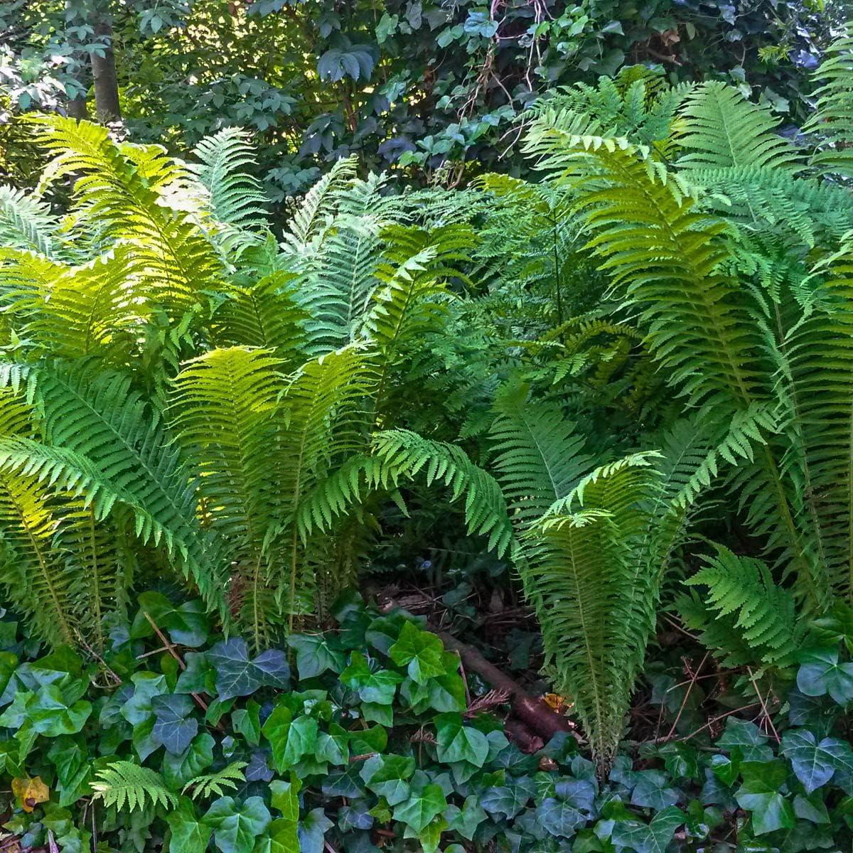 Tennessee Ostrich Fern Dormant Bare Root Starter Perennial Plant, 1-Pack