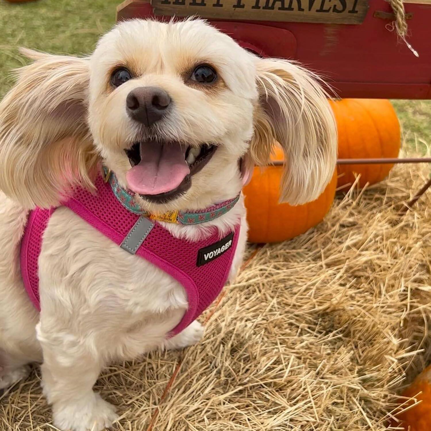 Voyager Step-In Air Dog Harness for Small and Medium Dogs, Breathable Mesh, Fuchsia (Matching Trim), S