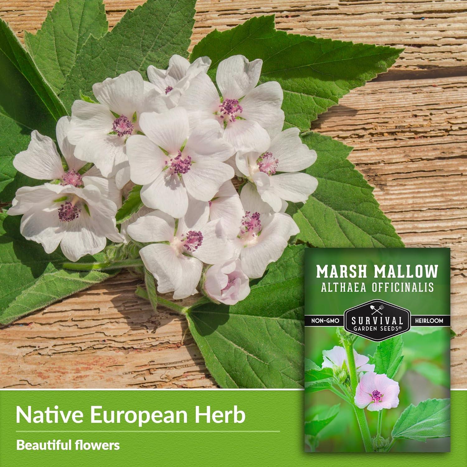 3 Packs Marsh Mallow Seed - Rare Medicinal Flowering Herbs - Non-GMO Heirloom Perennial Full Sun