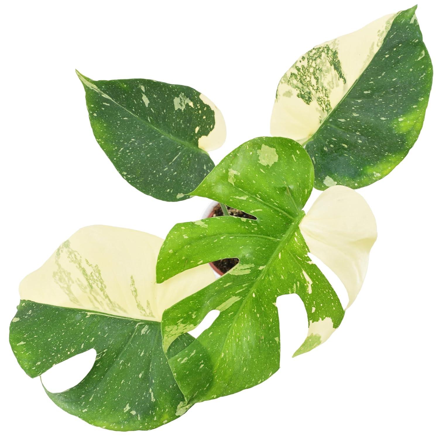 Arcadia Garden Products Thai Monstera Live Monstera Thai Constellation Plant in Pot Liner