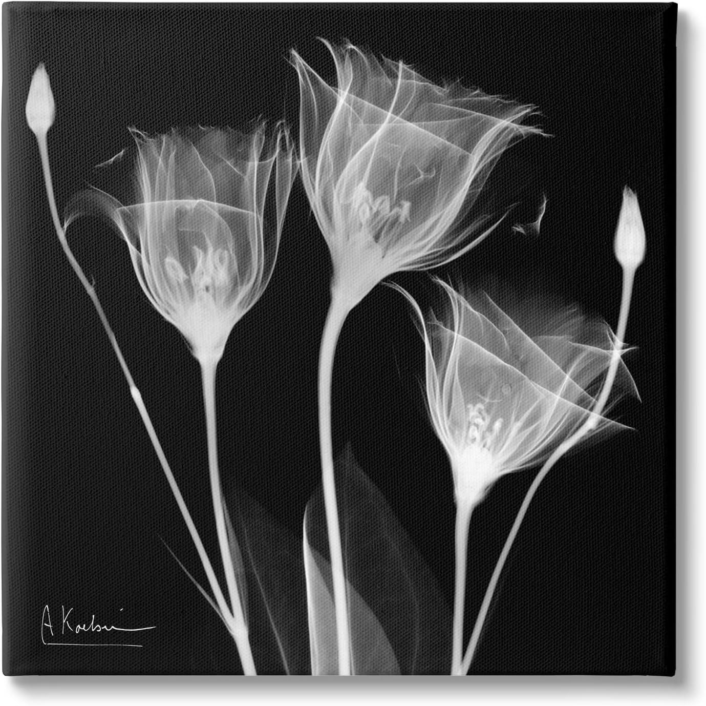 Stupell Industries Contemporary Tulip X-Ray Botanical & Floral Photography Gallery Wrapped Canvas Print Wall Art, 24 x 24