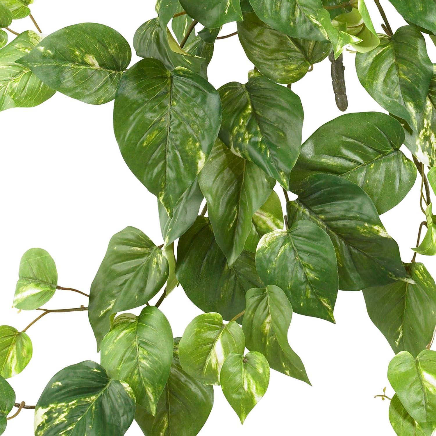 Verdant Heart-Shaped Variegated Pothos Hanging Bush Trio