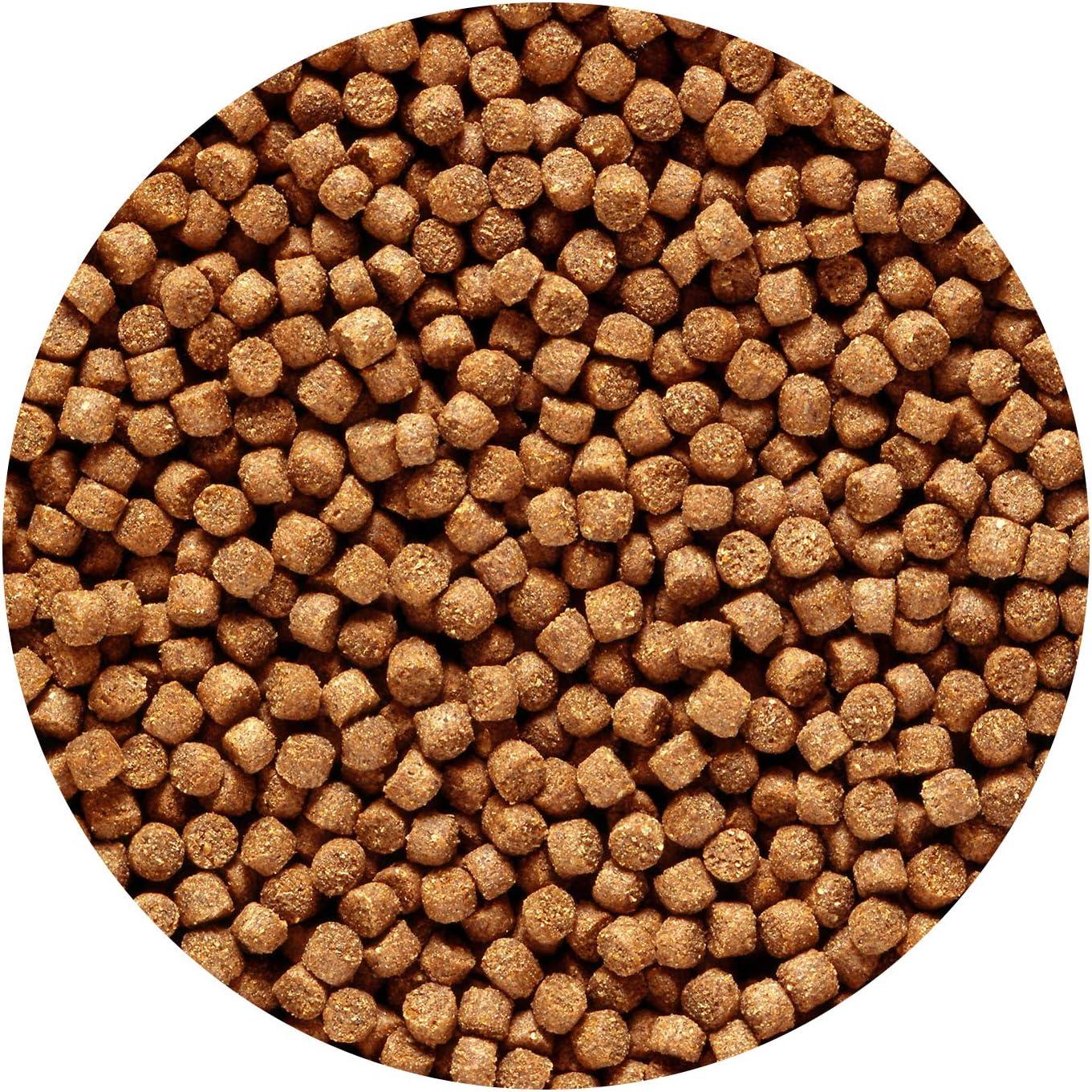 Hikari Cichlid Gold Color Enhancing Sinking Fish Food - Mini Pellet - 2.2 lbs