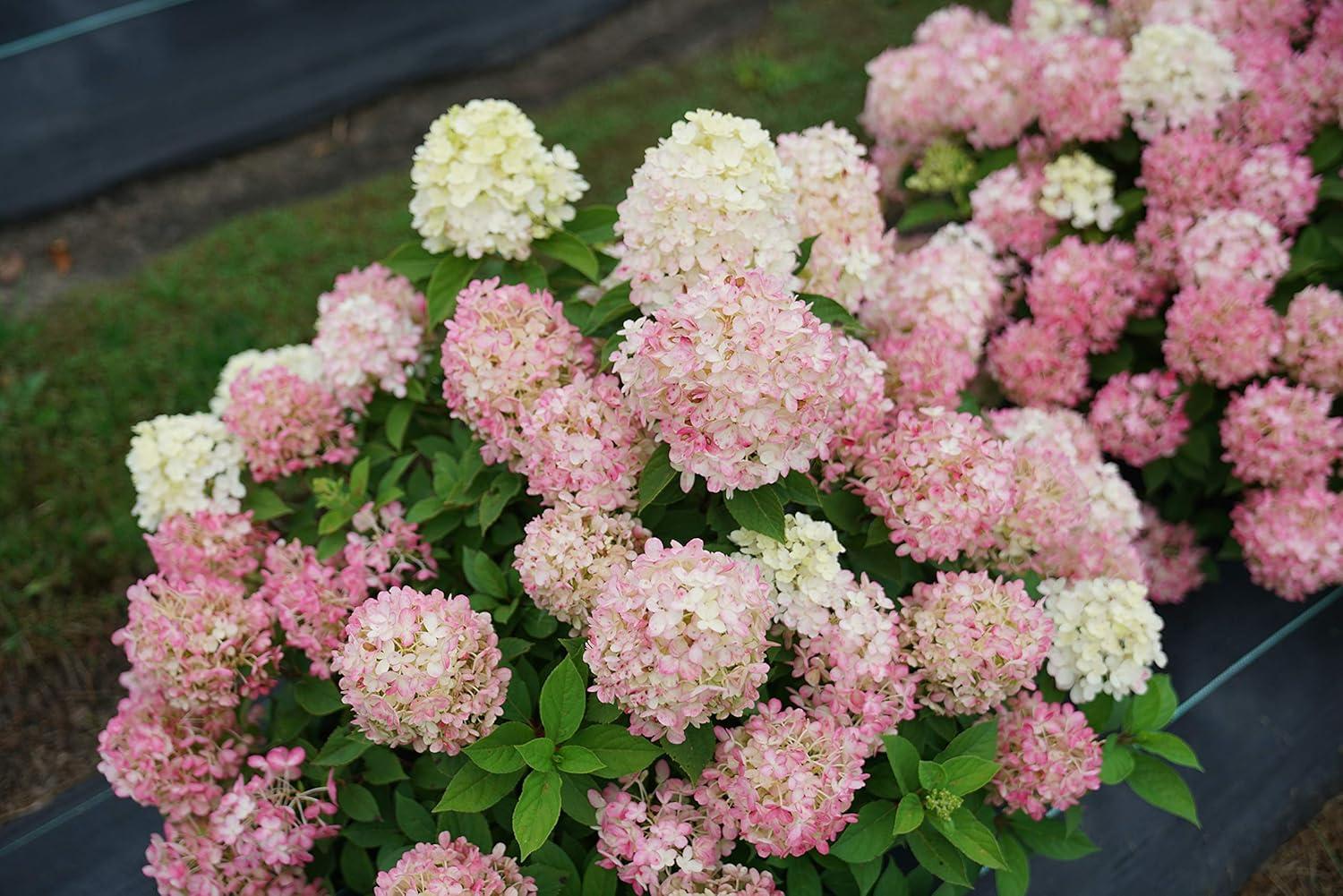 1 Gallon Multicolor Hydrangea with Large Blooms