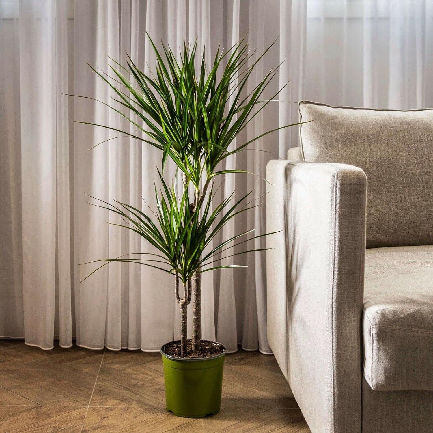 Extra Large Madagascar Dragon Tree in Black Pot