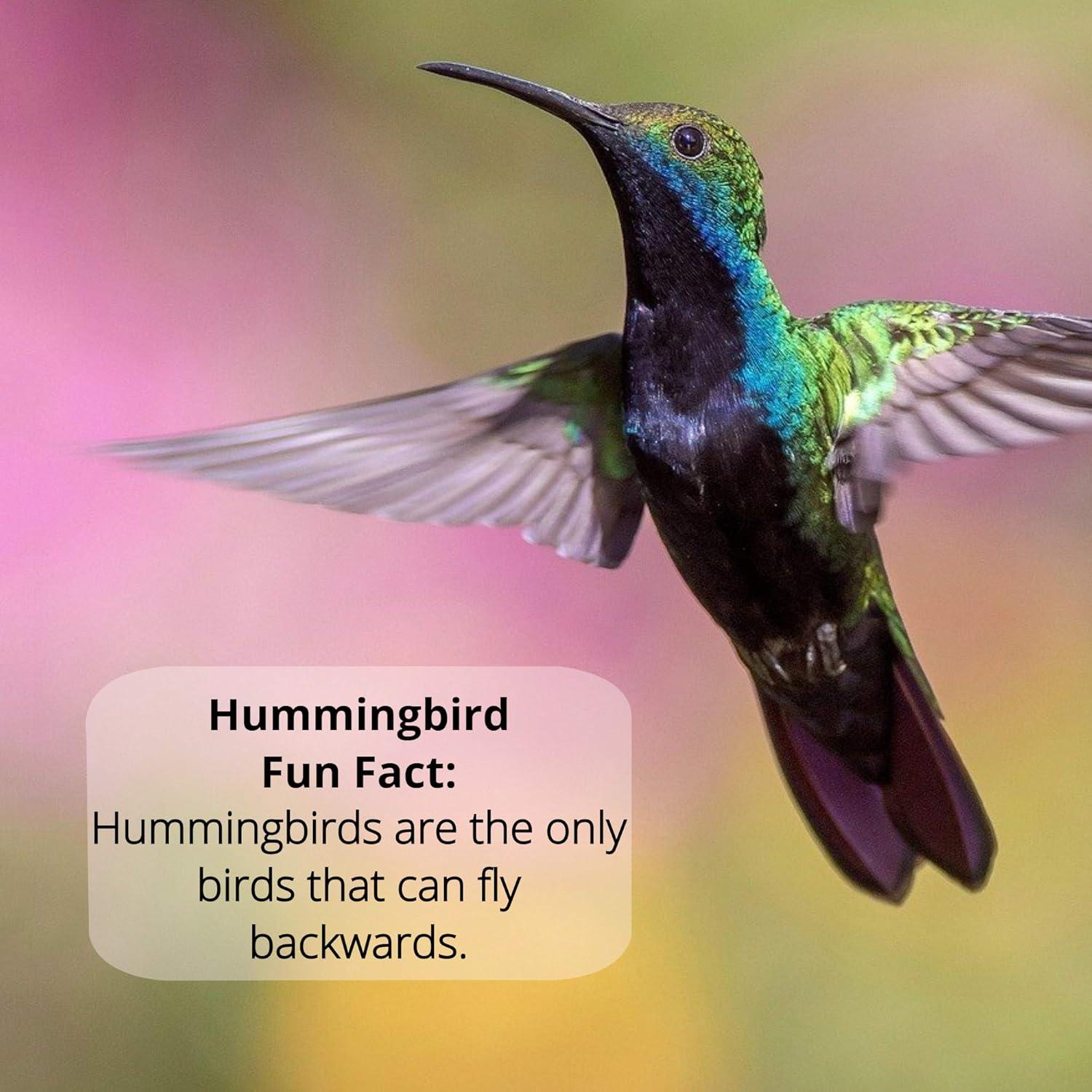 Naturally Fresh Hummingbird Nectar Liquid Concentrate  with Nectar Defender - Lasts Longer In Hummingbird Feeders - Makes 64 ounces of Clear Nectar