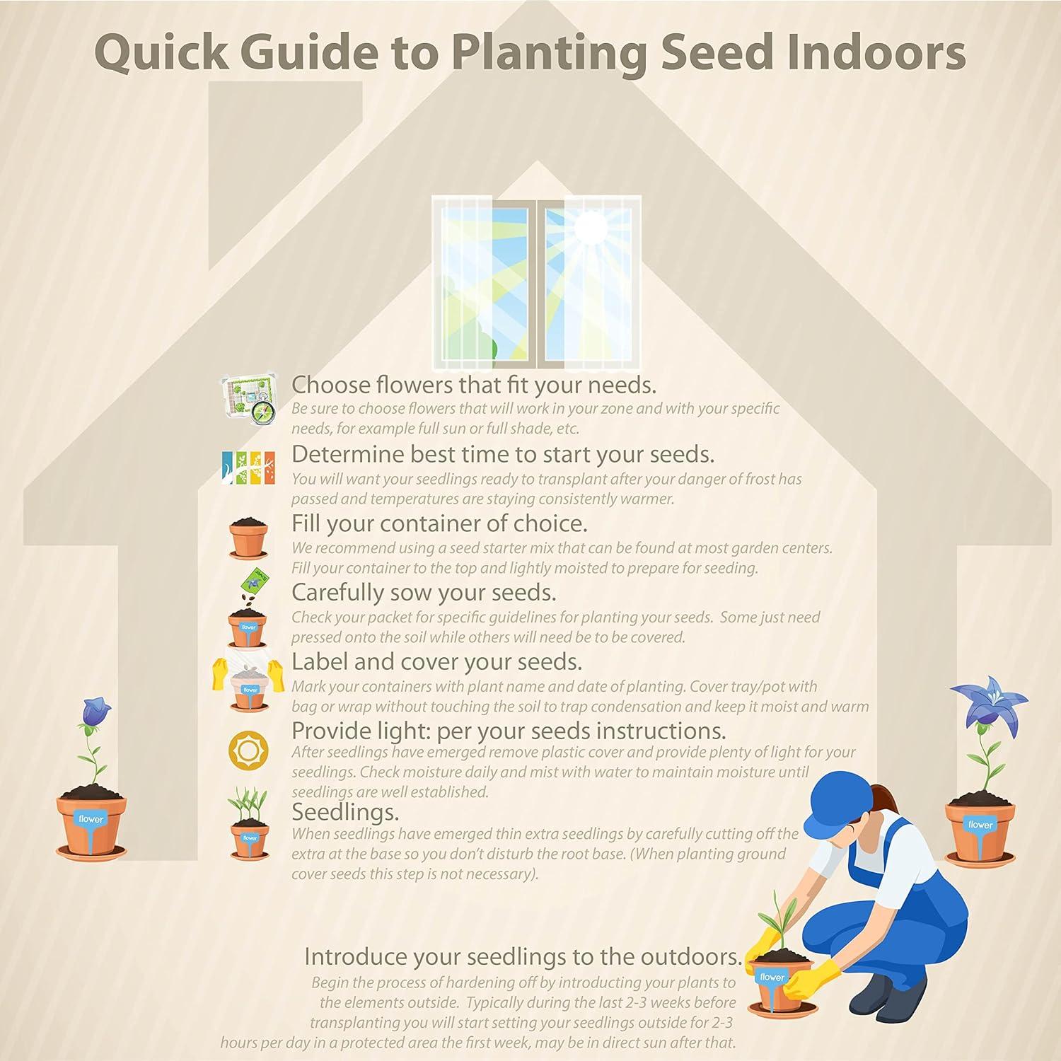 2000 Seeds Green and Brown Cactus Succulent Mix