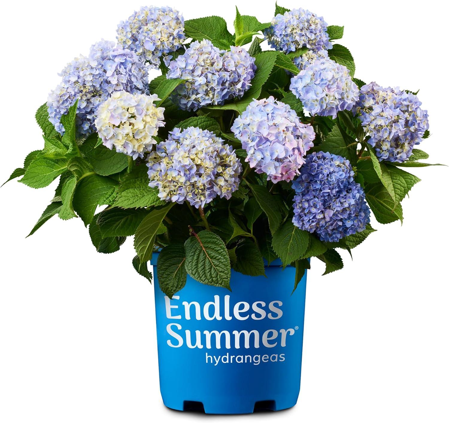 Endless Summer The Original Reblooming Hydrangea Live Shrub in 2-Gallon Grower Pot