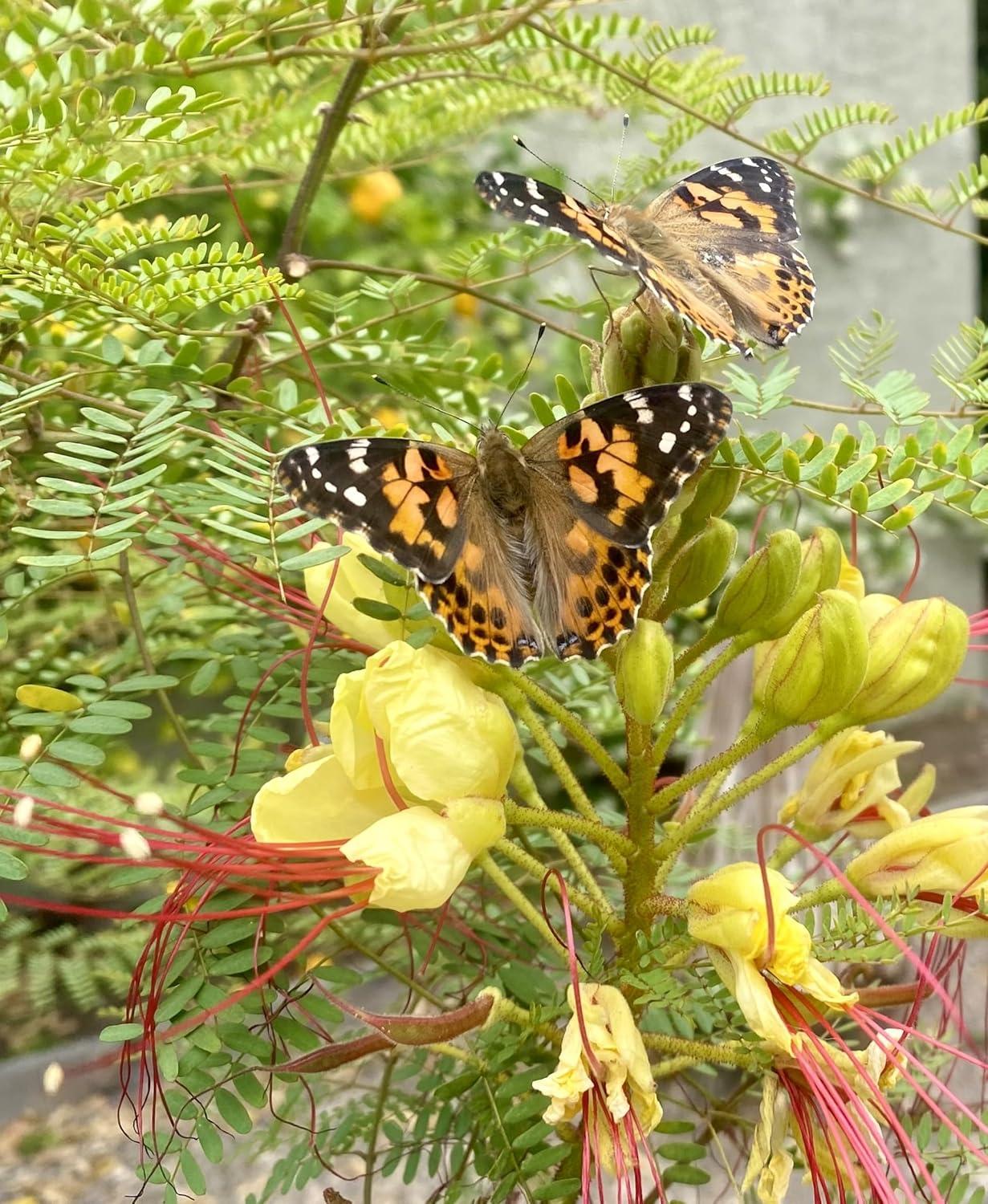 Butterfly Pavilion School Kit with 33 Live Caterpillars and STEM Journal