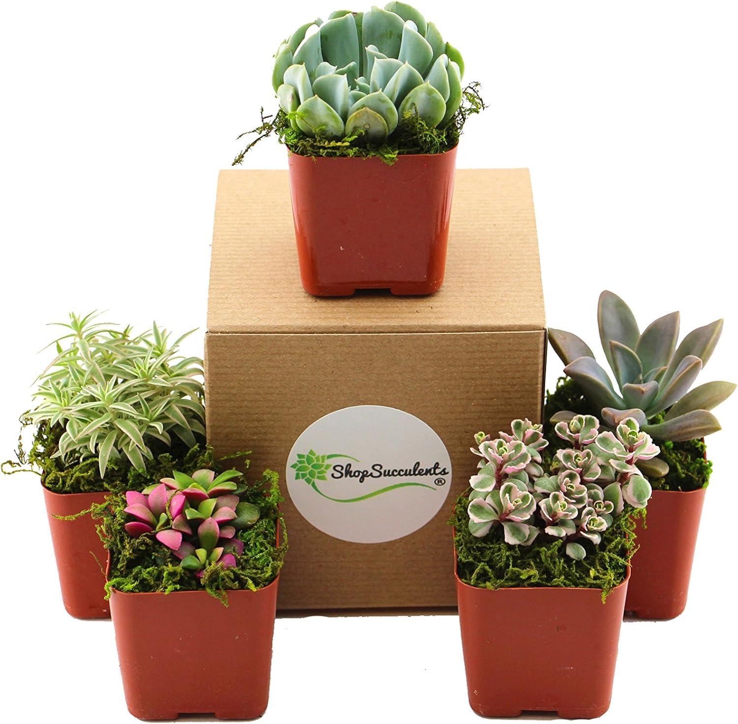 Assorted 2-Inch Mini Succulent Plant Pack in Multicolor Pots