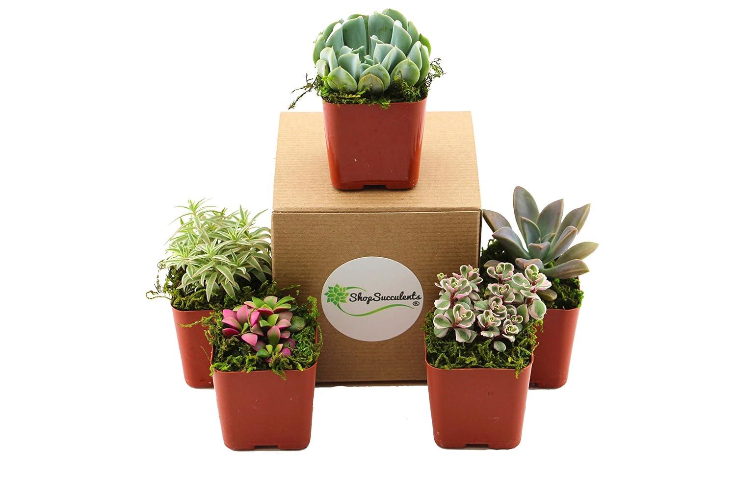 Unique Mix Live Succulents in Soil Hand Selected Variety (5-Pack)