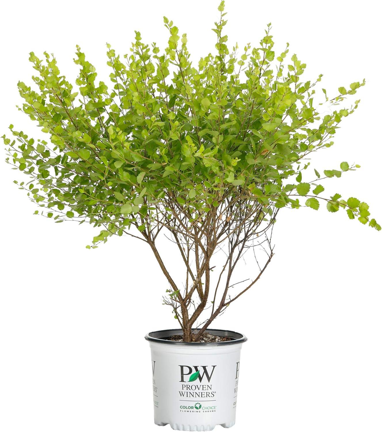 Golden Ticket Privet Shrub with White Flowers and Yellow Foliage, 1 Gallon