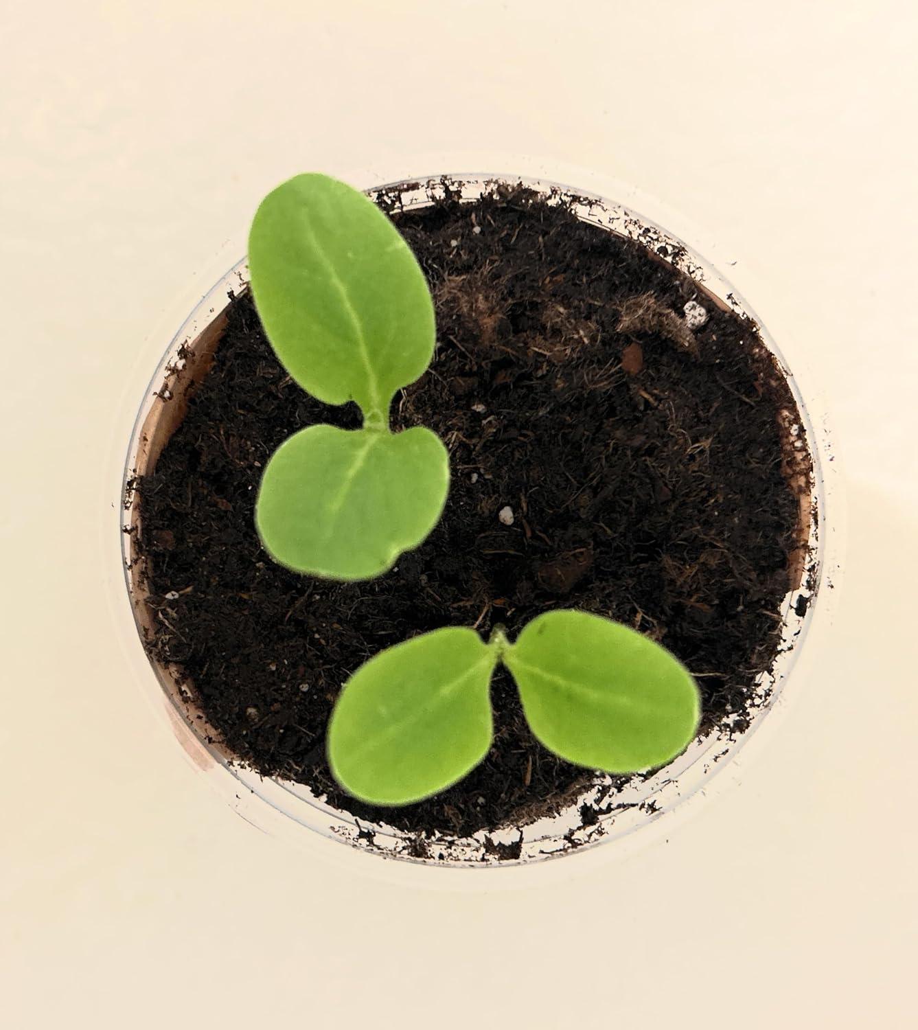 Seeds in a Cup Tree Starter Kit with Premium Soil