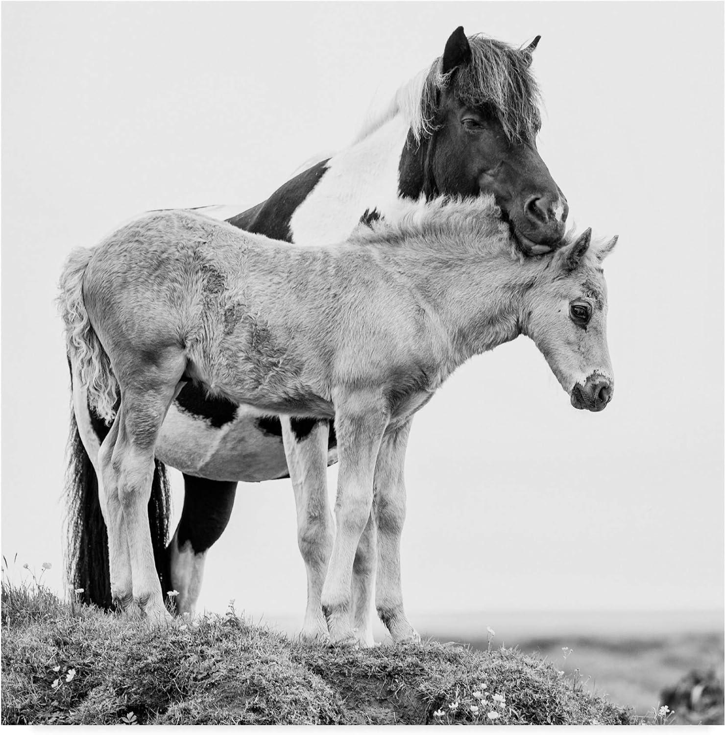 18x18 Black and White Horses Canvas Print with Wooden Frame