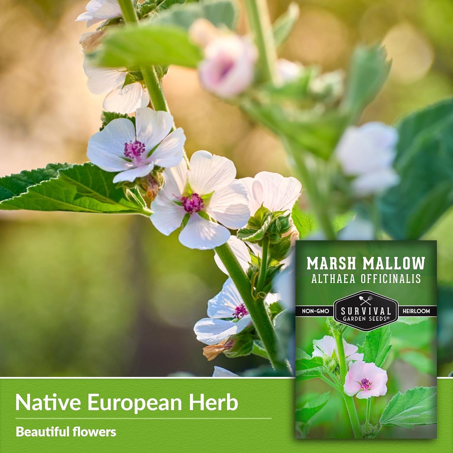 3 Packs Marsh Mallow Seed - Rare Medicinal Flowering Herbs - Non-GMO Heirloom Perennial Full Sun