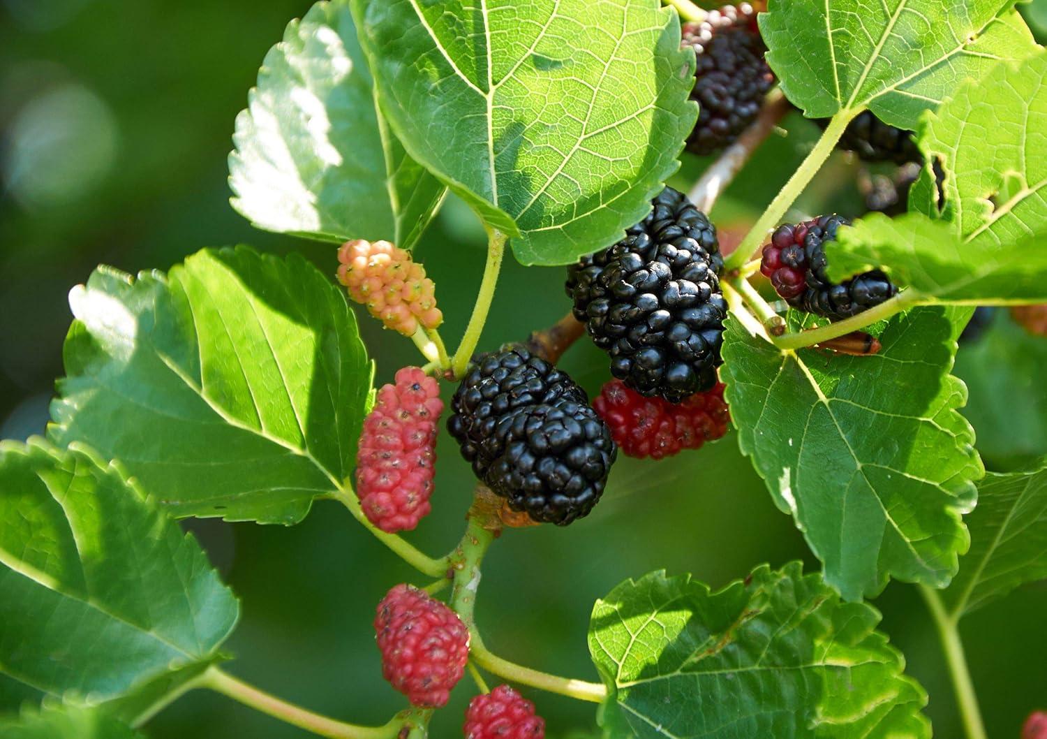 Everbearing Mulberry Tree in 4 Inch Pot for Patio and Garden