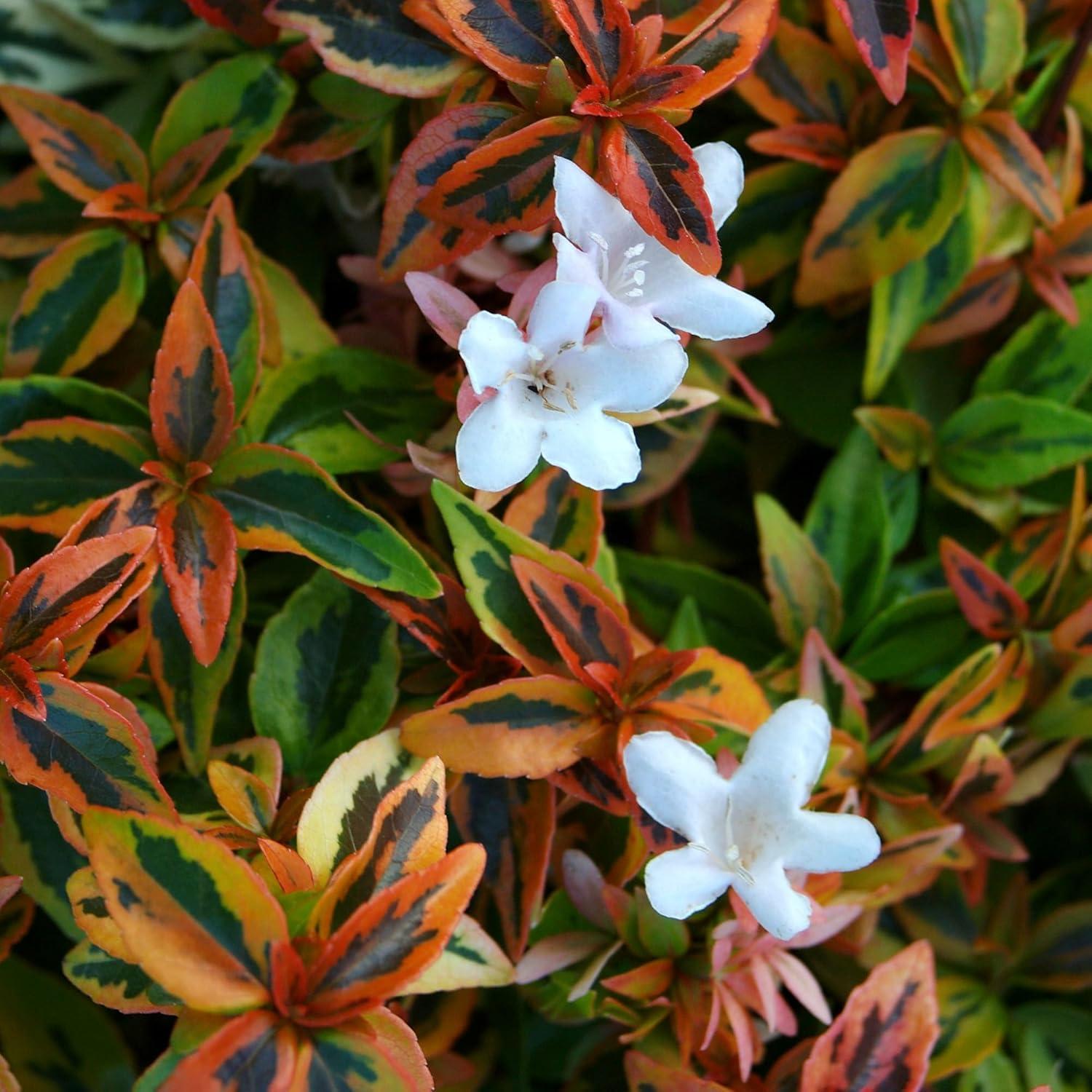 Southern Living Abelia Kaleidoscope Live Shrub in 2-Gallon Grower Pot