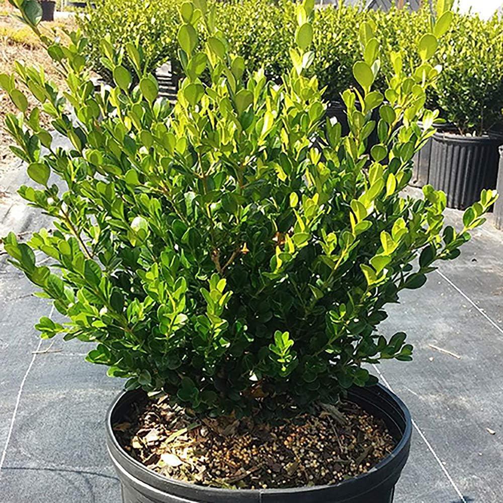 Wintergreen Boxwood 2.5 Quart Evergreen Shrub