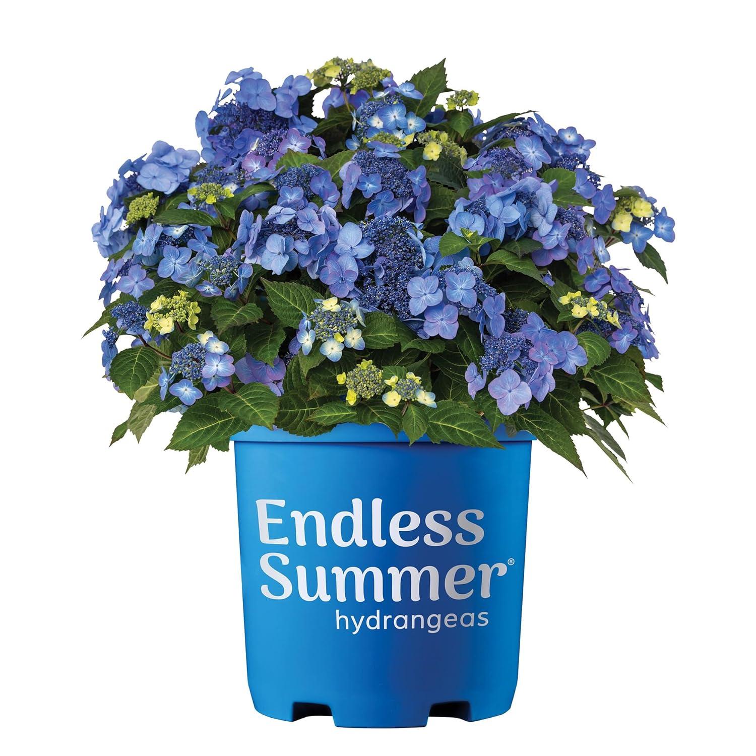 Endless Summer Pop Star Reblooming Hydrangea Live Shrub in 2-Gallon Grower Pot