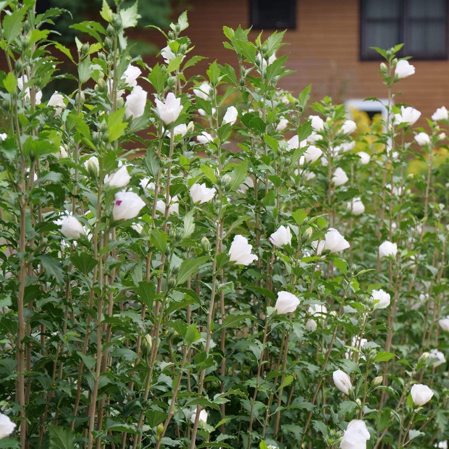 2 Gallon White Pillar Rose of Sharon Hibiscus Shrub