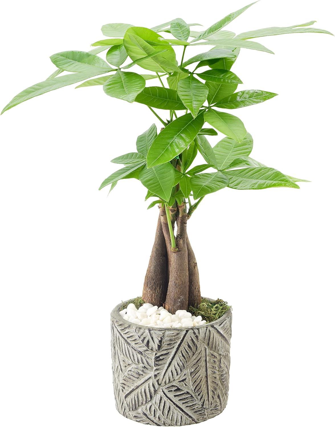 Arcadia Garden Products Live Money Tree (Pachira Aquatica) (Jade Plant) Plant in Ceramic Planter