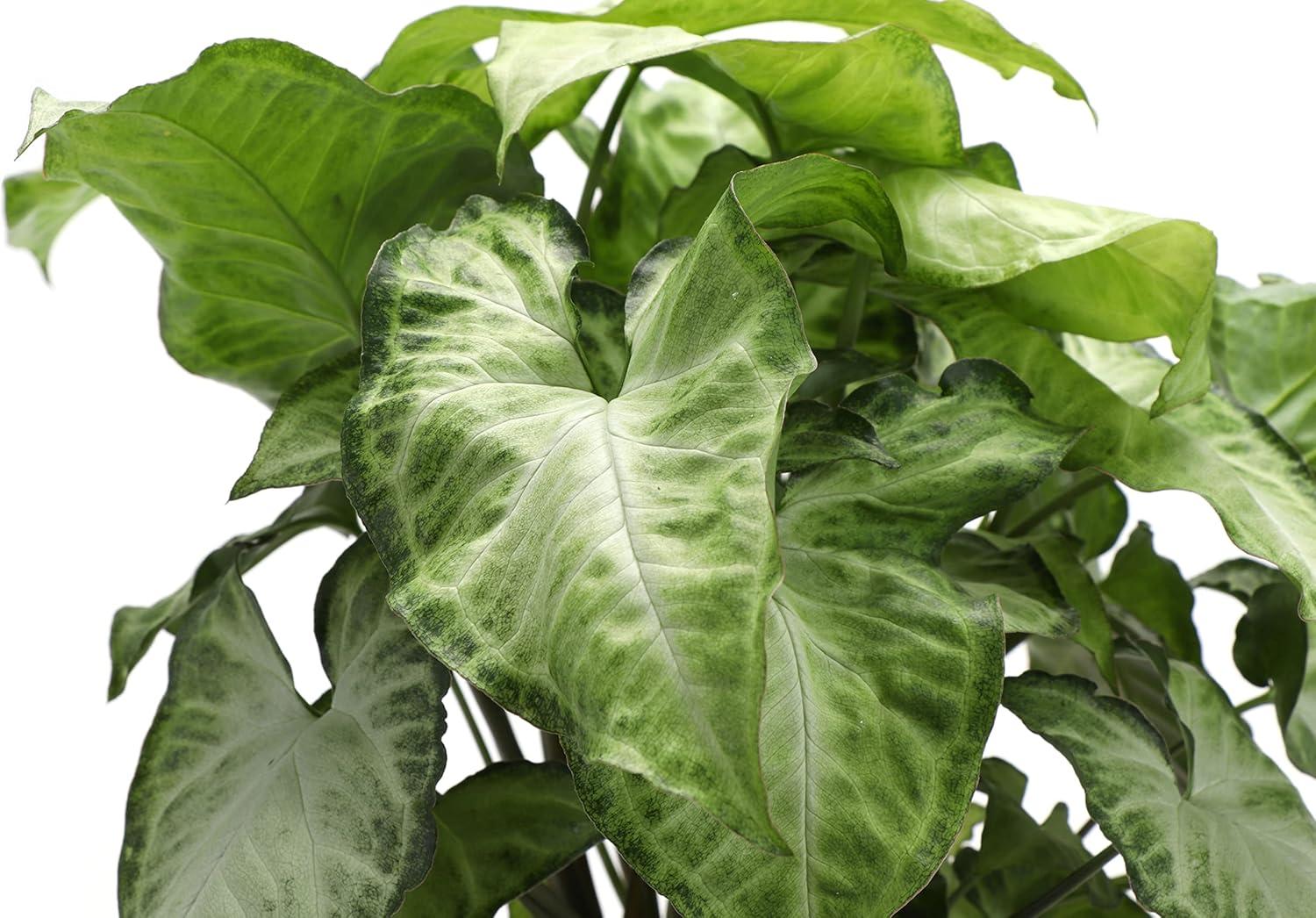 Thorsen's Greenhouse Live Low Light Houseplant Set of 3