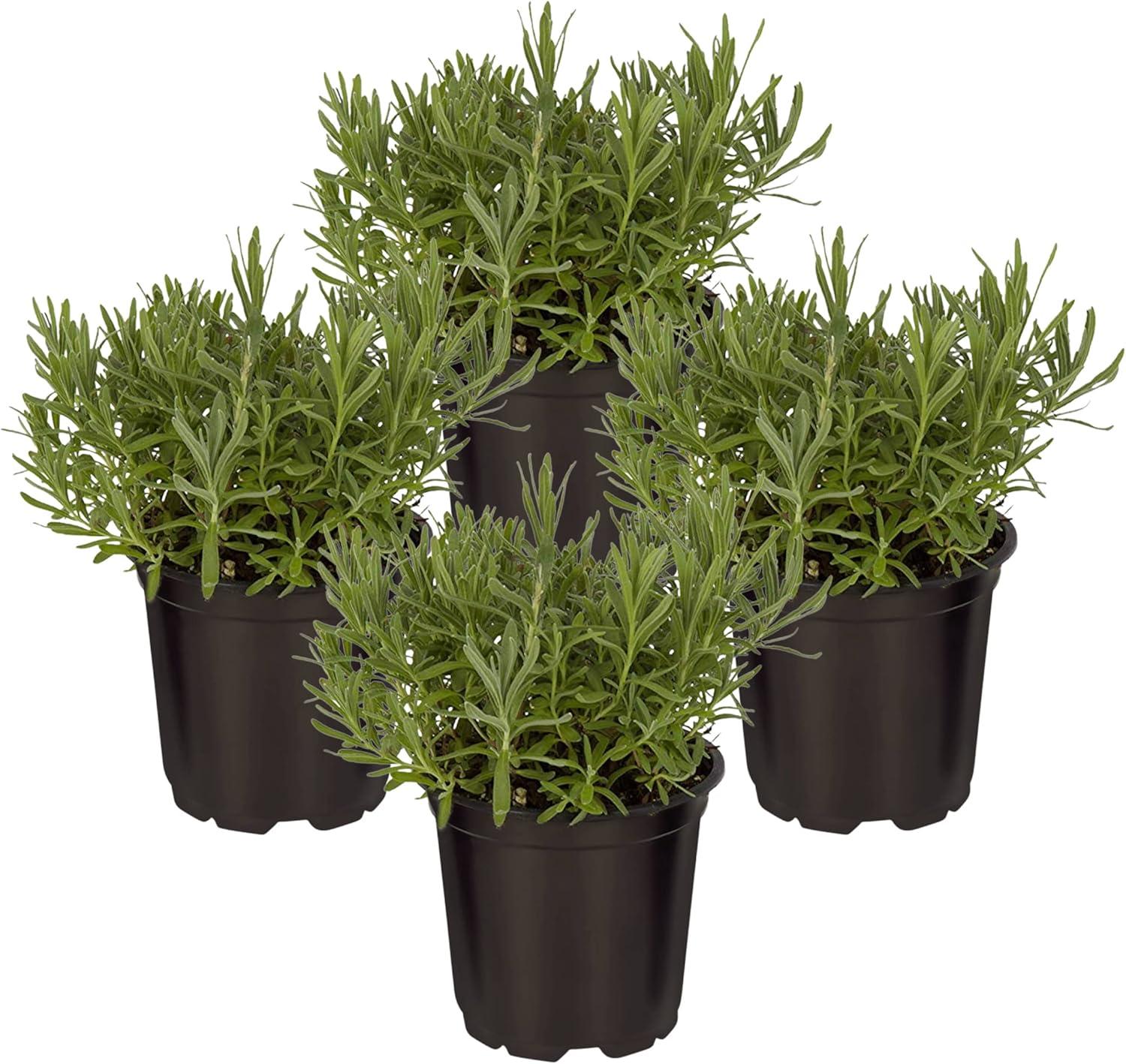 Live Aromatic and Edible Herb - Lavender (4 Per Pack), Natural Sleep Enhancer, 6" Tall by 4" Wide in 1 Pint Pot