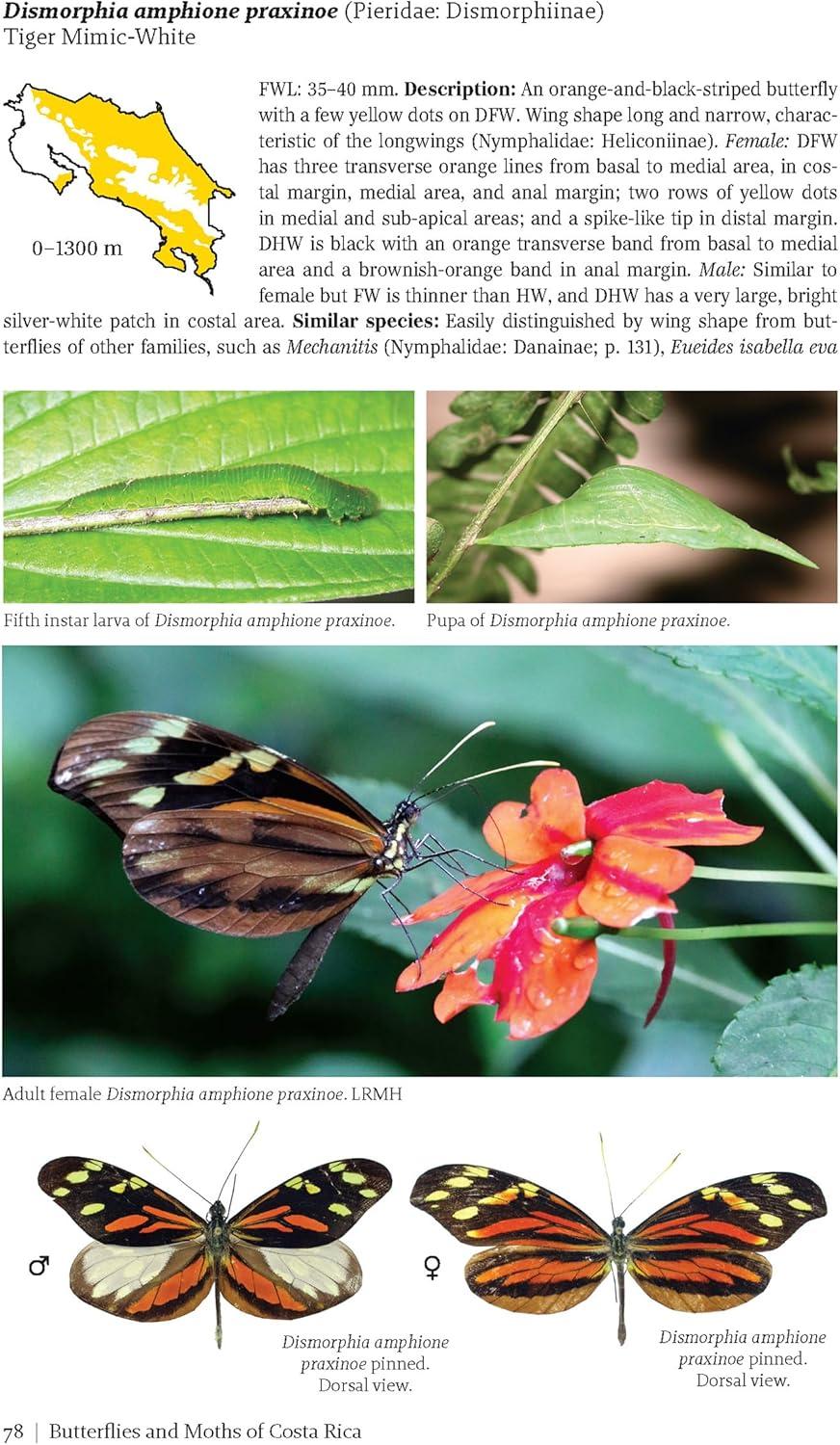 Butterflies and Moths of Costa Rica - (Zona Tropical Publications / Antlion Media) by  Luis Ricardo Murillo-Hiller (Paperback)