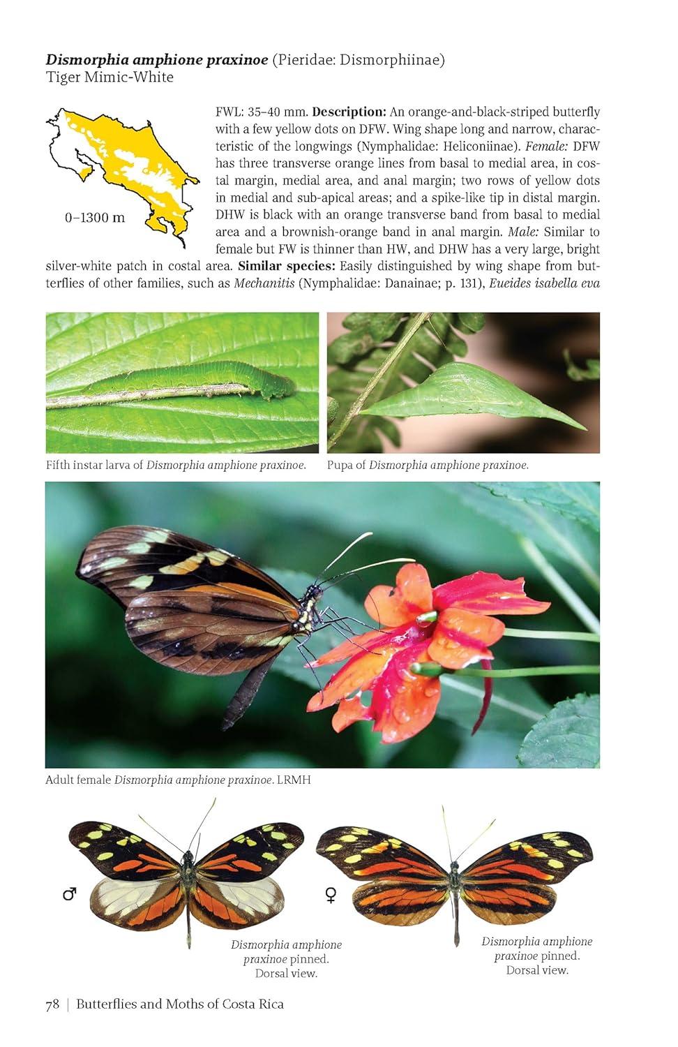 Butterflies and Moths of Costa Rica - (Zona Tropical Publications / Antlion Media) by  Luis Ricardo Murillo-Hiller (Paperback)