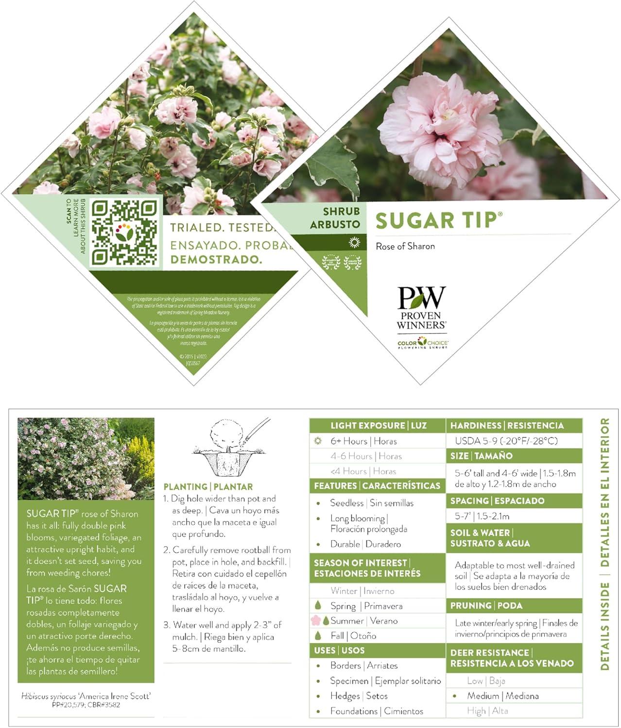 2 Gallon Proven Winners Hibiscus Sugar Tip Shrub