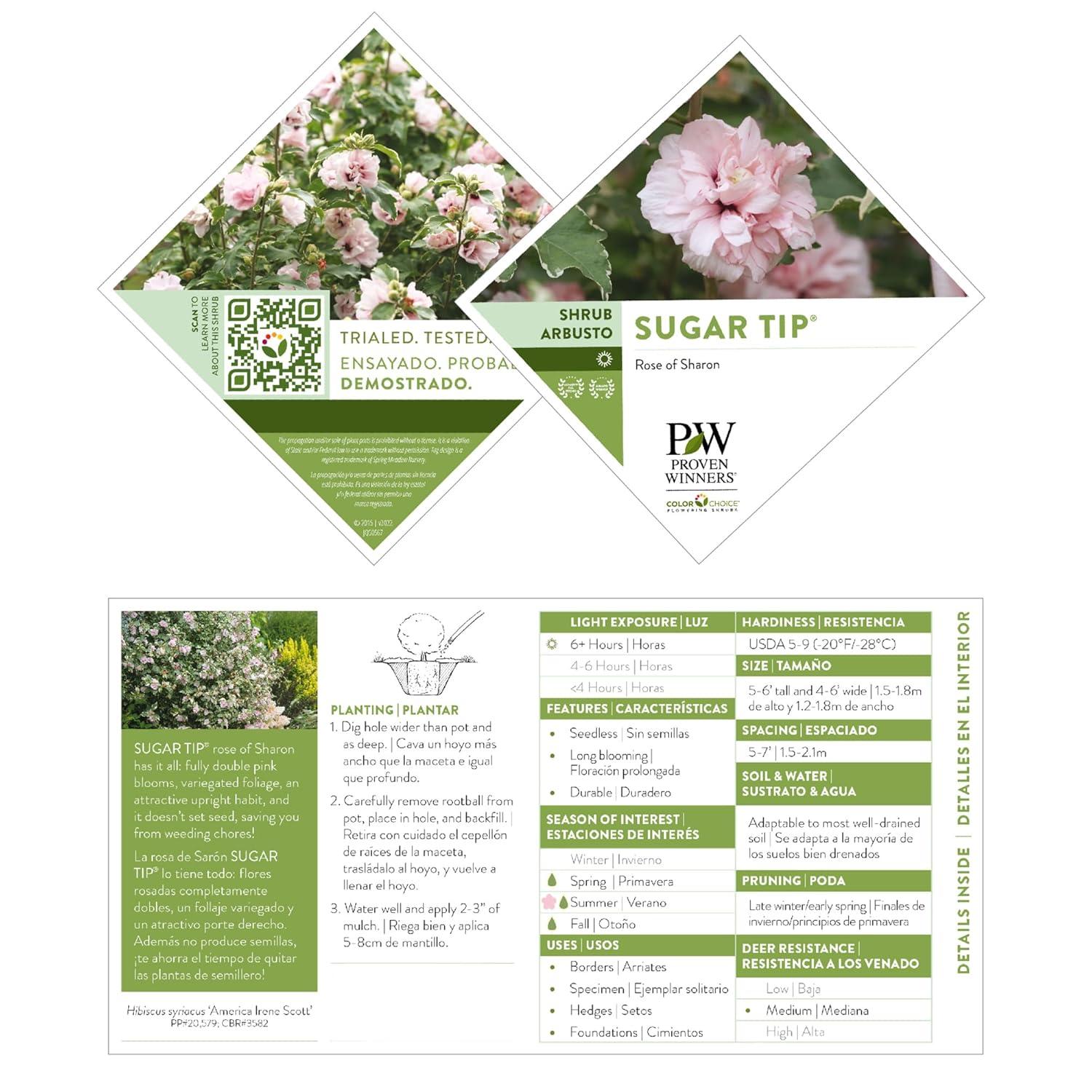 2 Gallon Proven Winners Hibiscus Sugar Tip Shrub