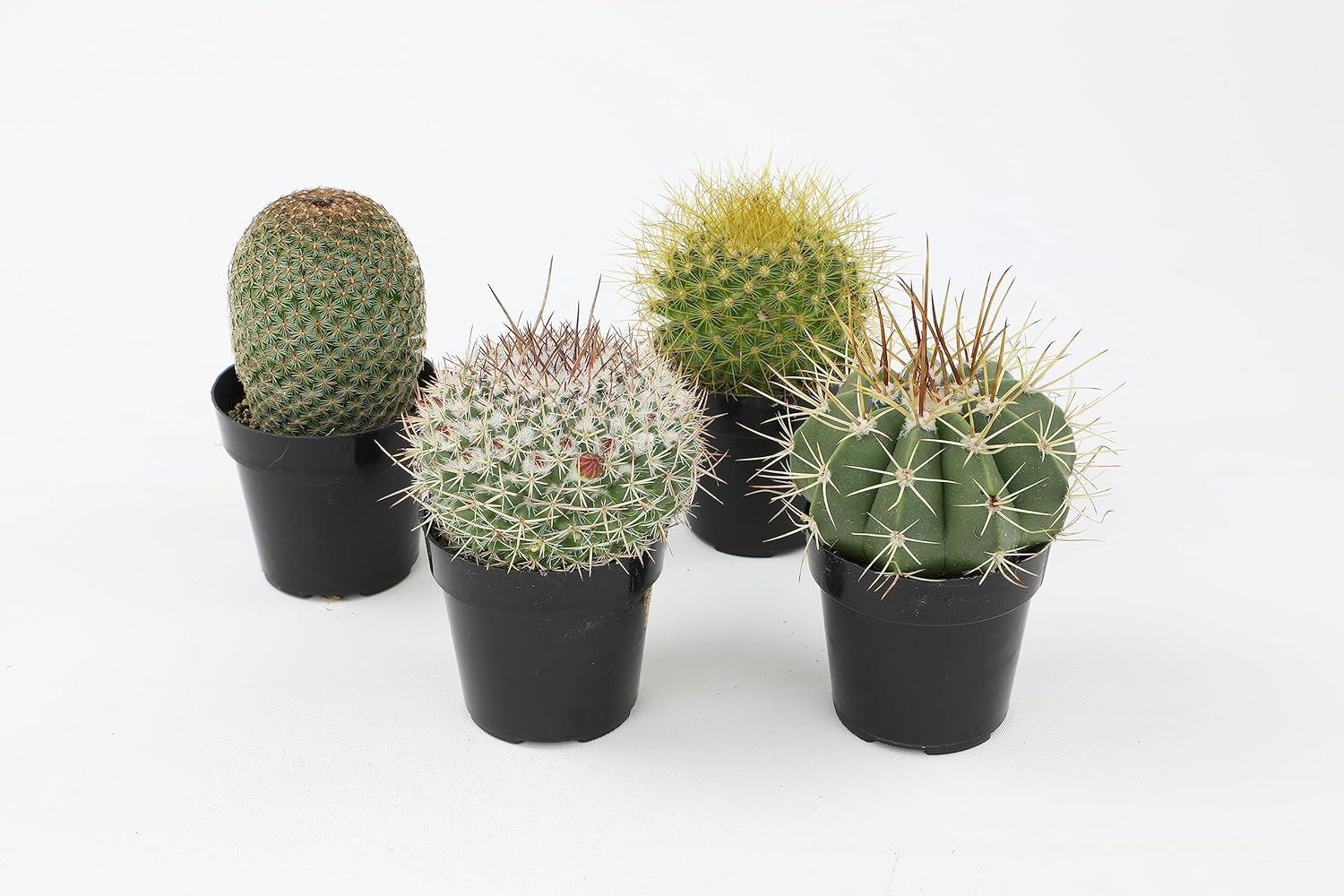 Altman Plants Live Cactus Plants 4-Pack - Succulent Plant - Full Sun - Live Plants - 2.5-Inch Pots